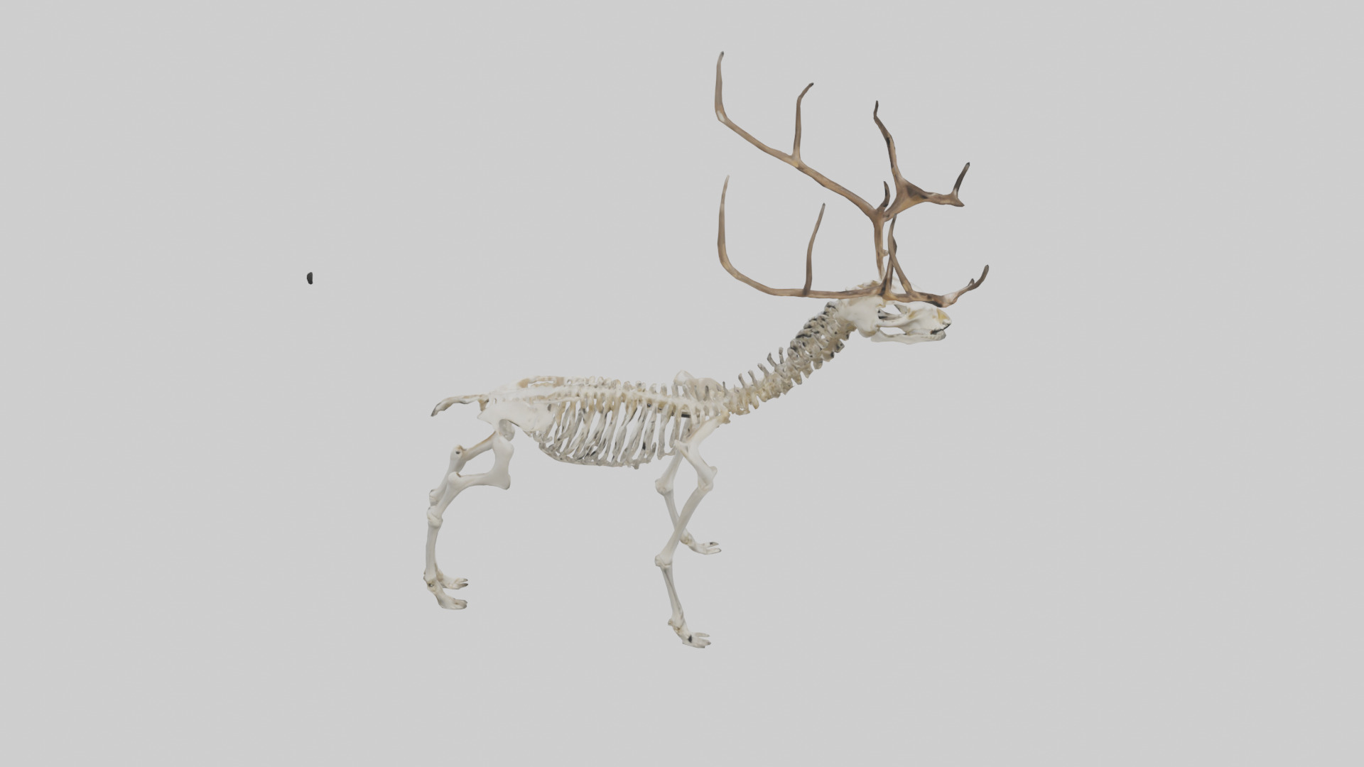 Deer Skeleton model Low-poly 3D model_15