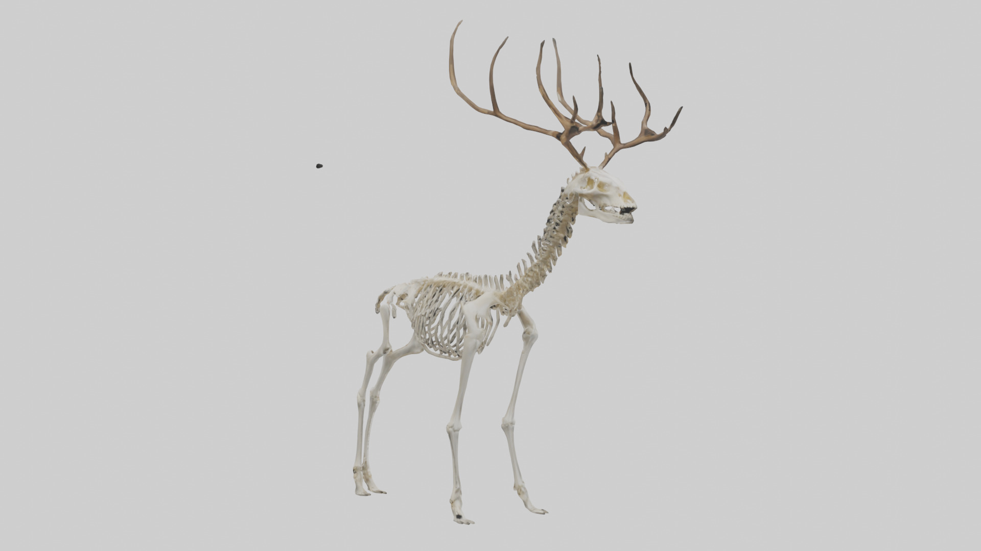Deer Skeleton model Low-poly 3D model_2