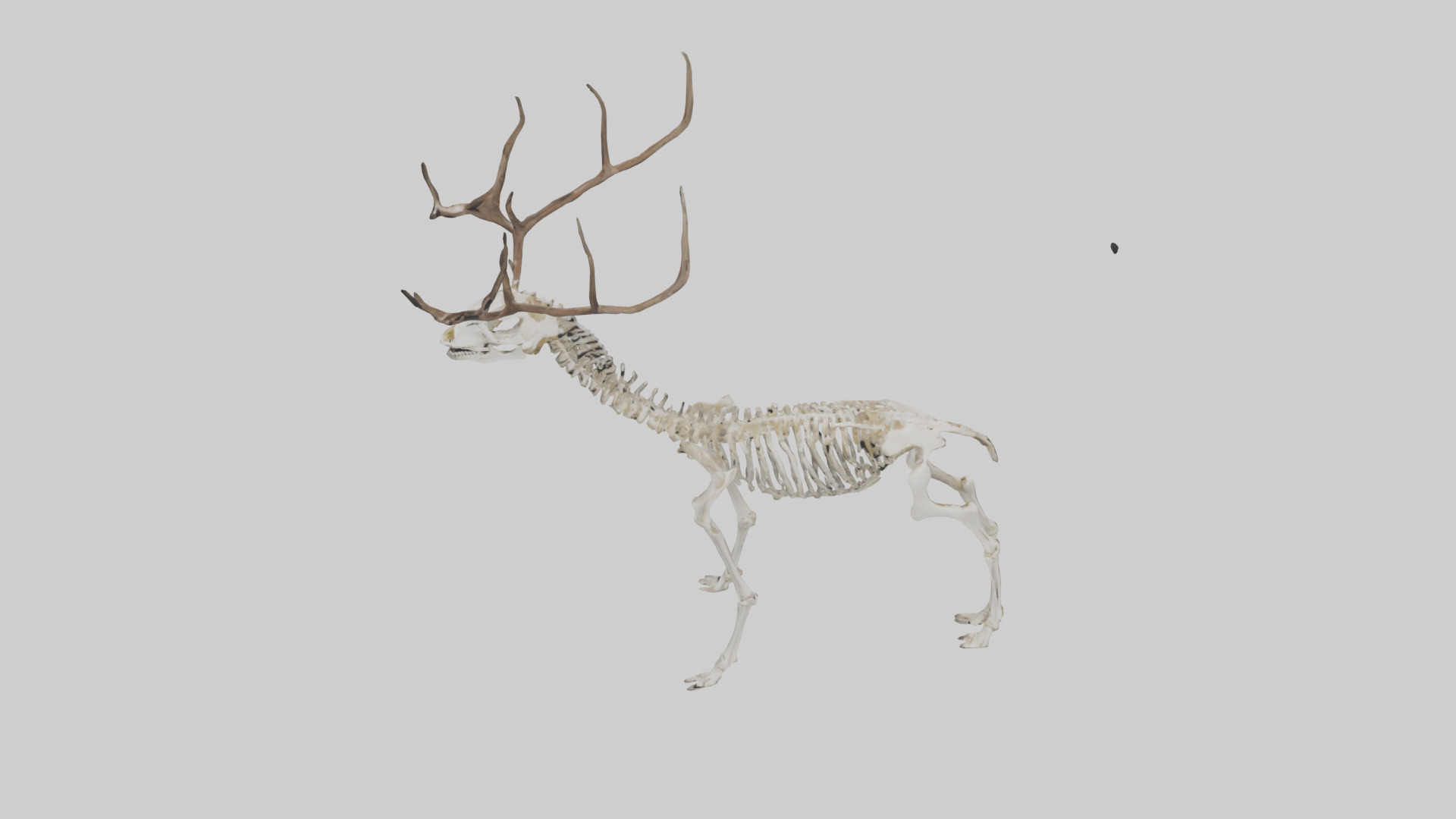 Deer Skeleton model Low-poly 3D model_16