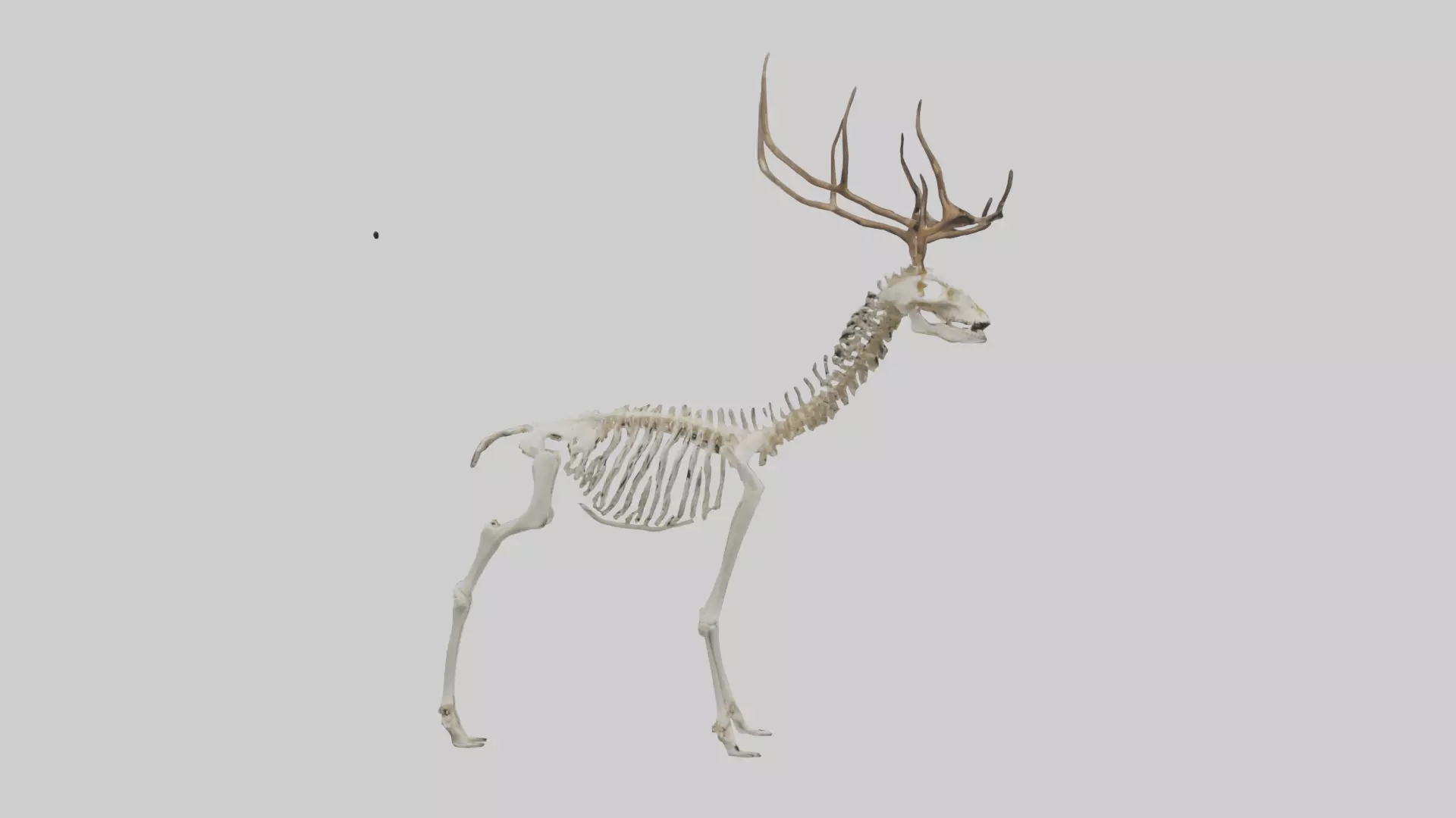 Deer Skeleton model Low-poly 3D model_0