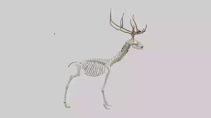 Deer Skeleton model