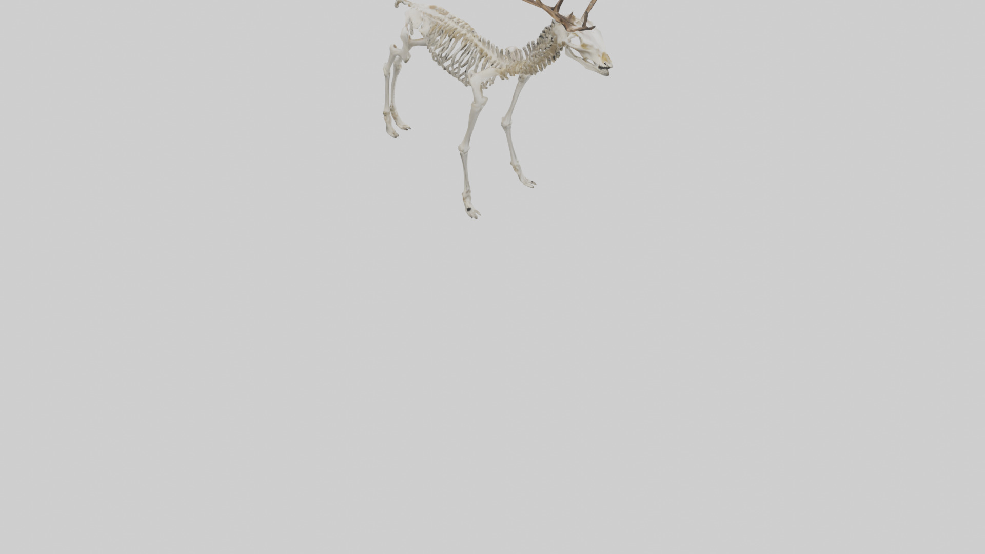 Deer Skeleton model Low-poly 3D model_4