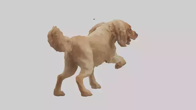 Cocker Spaniel retrieving model
