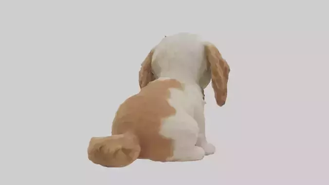 Cocker Spaniel sitting model