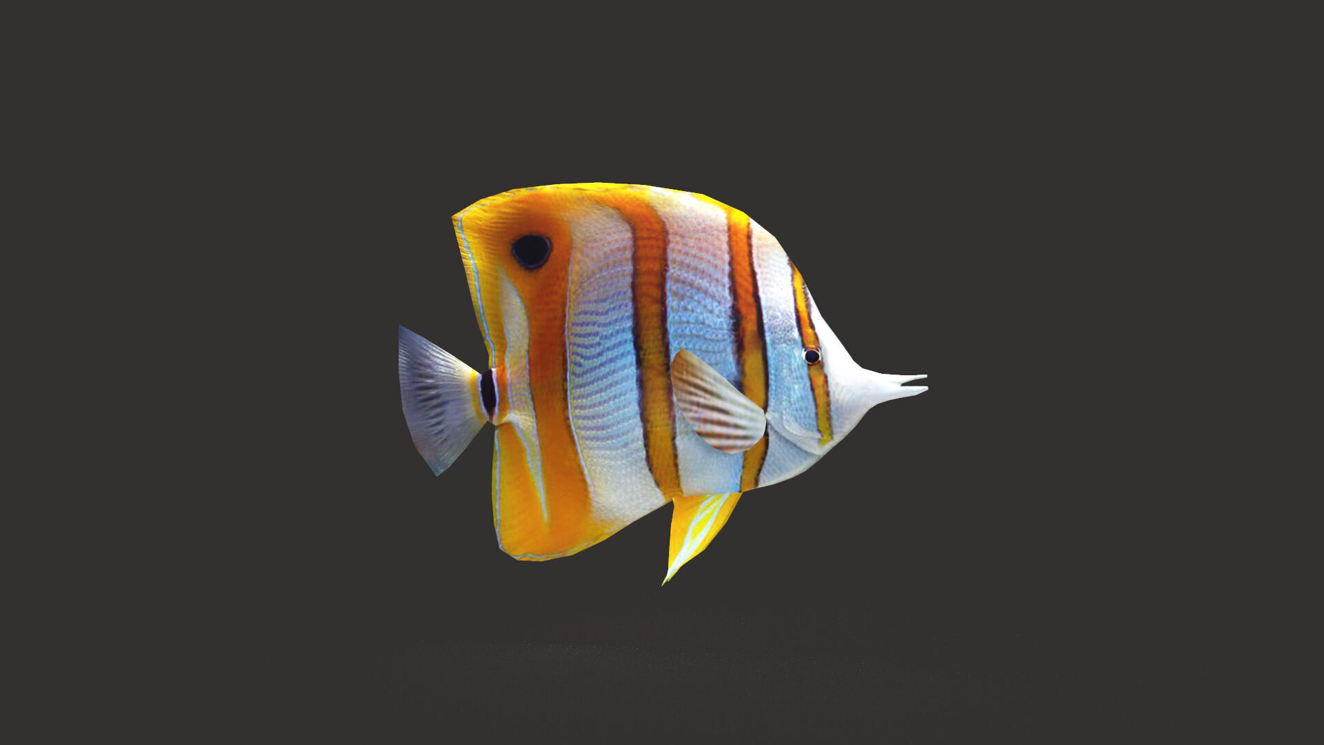 Low-Poly Butterflyfish Animated Low-poly 3D model_2