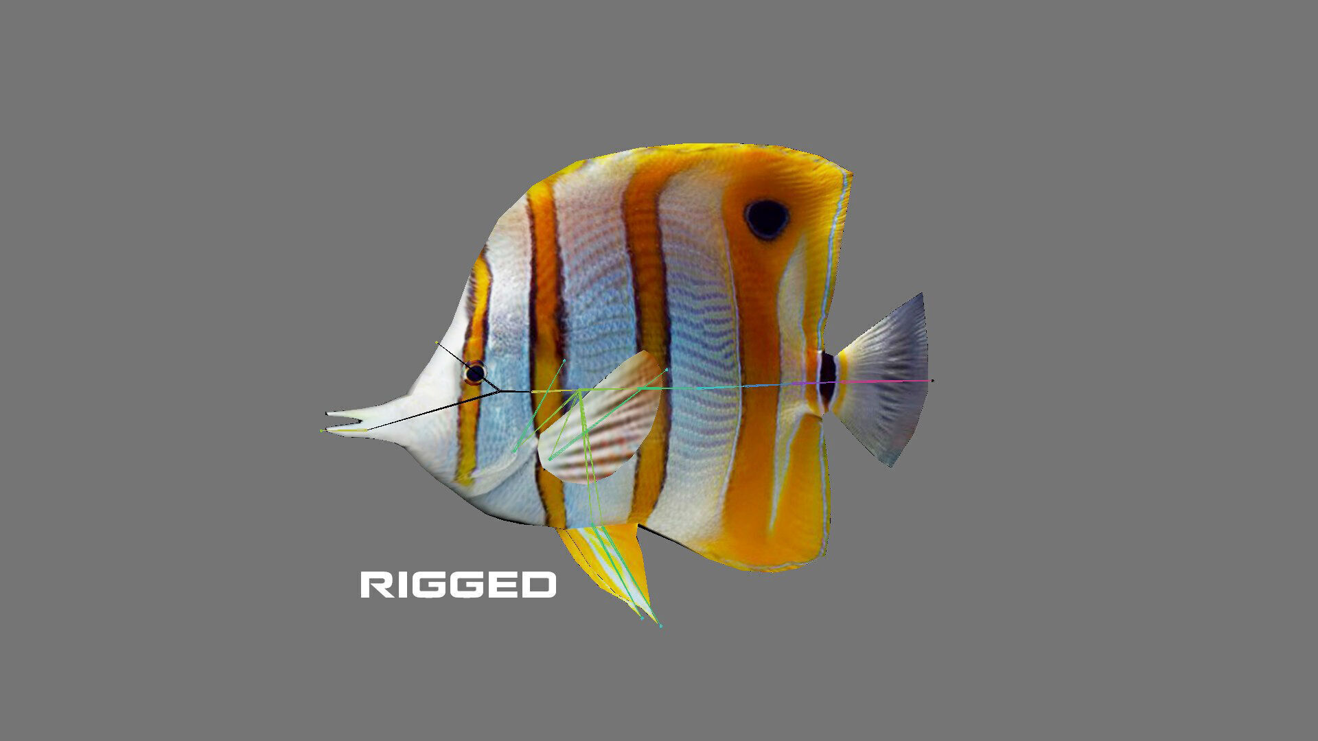 Low-Poly Butterflyfish Animated Low-poly 3D model_4