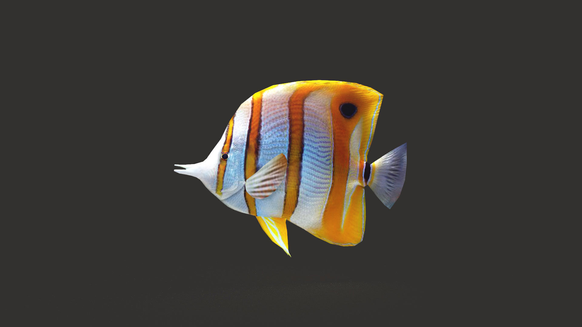 Low-Poly Butterflyfish Animated Low-poly 3D model_1