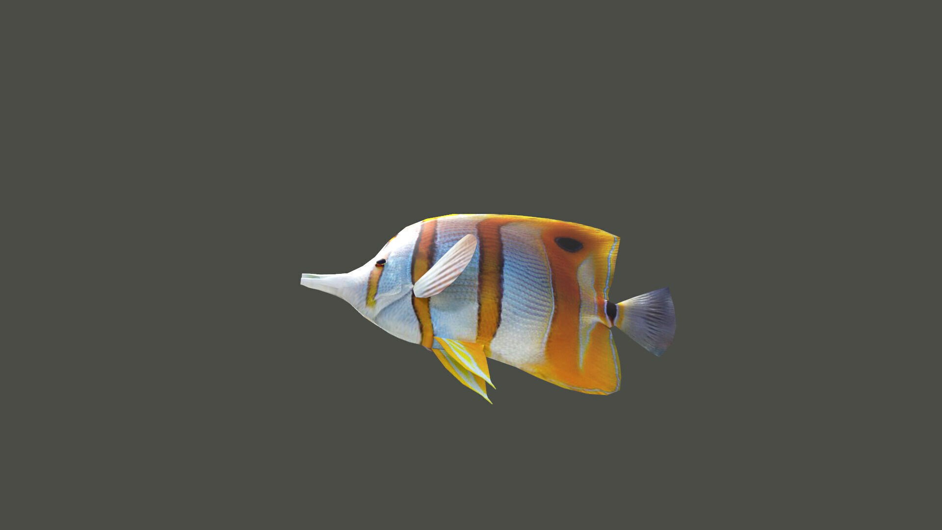 Low-Poly Butterflyfish Animated Low-poly 3D model_3