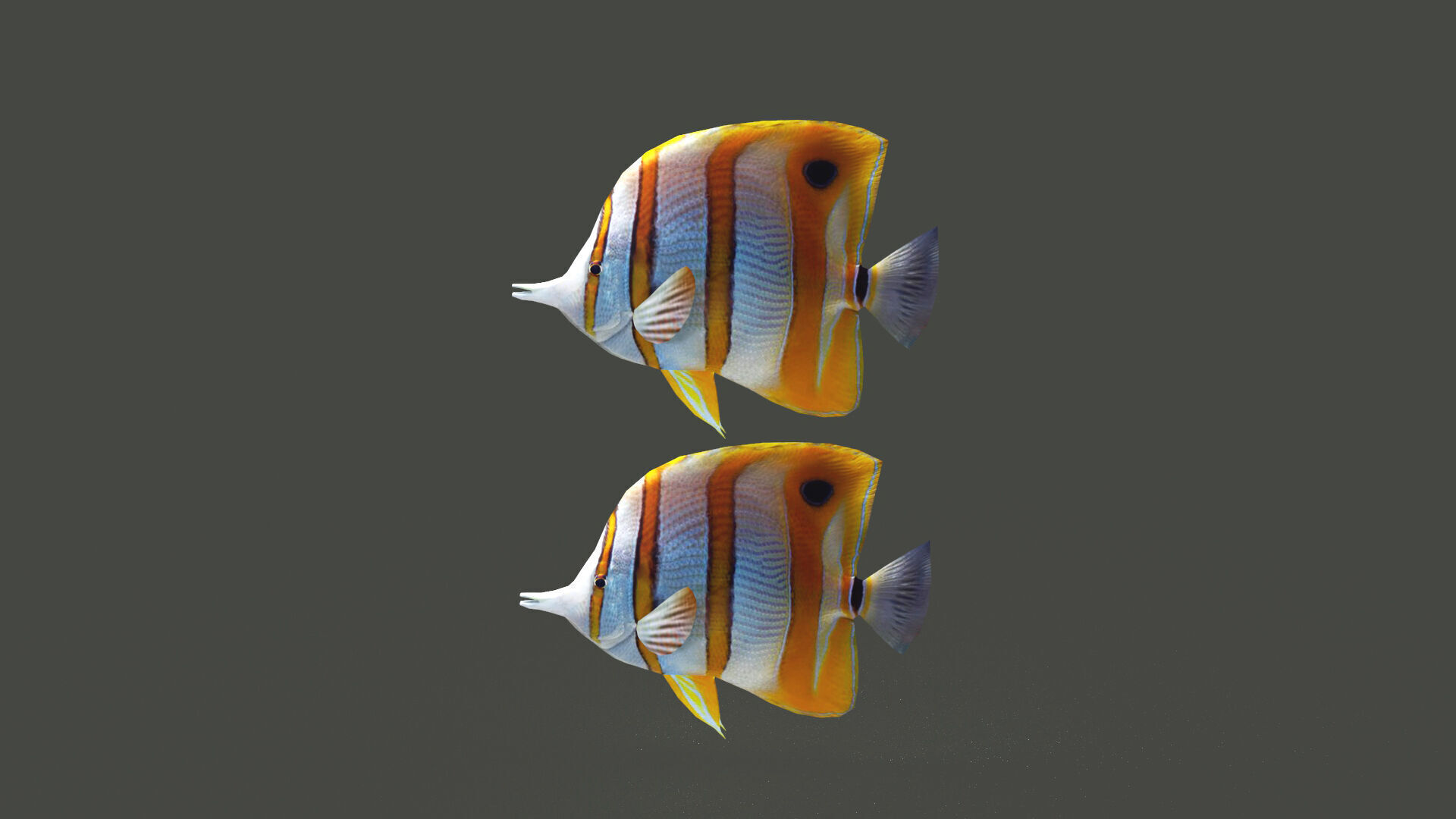 Low-Poly Butterflyfish Animated Low-poly 3D model_5