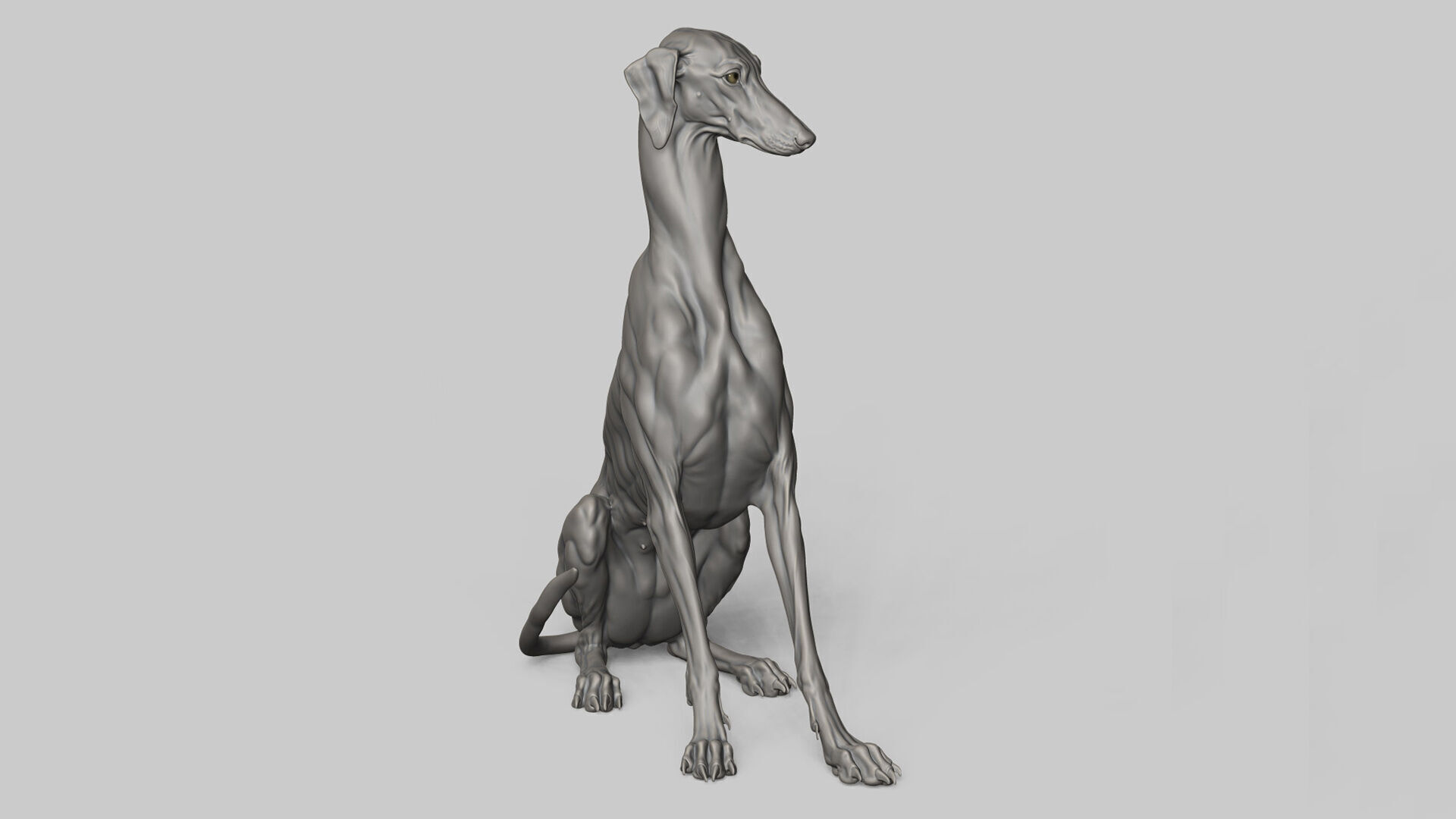 Dog Azawakh - 3D Sculpting 3D print model_12