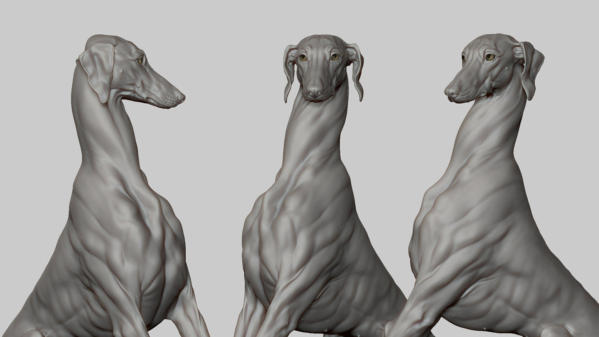 Dog Azawakh - 3D Sculpting 3D print model_7