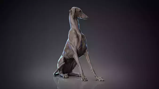 Dog Azawakh  -  3D Sculpting