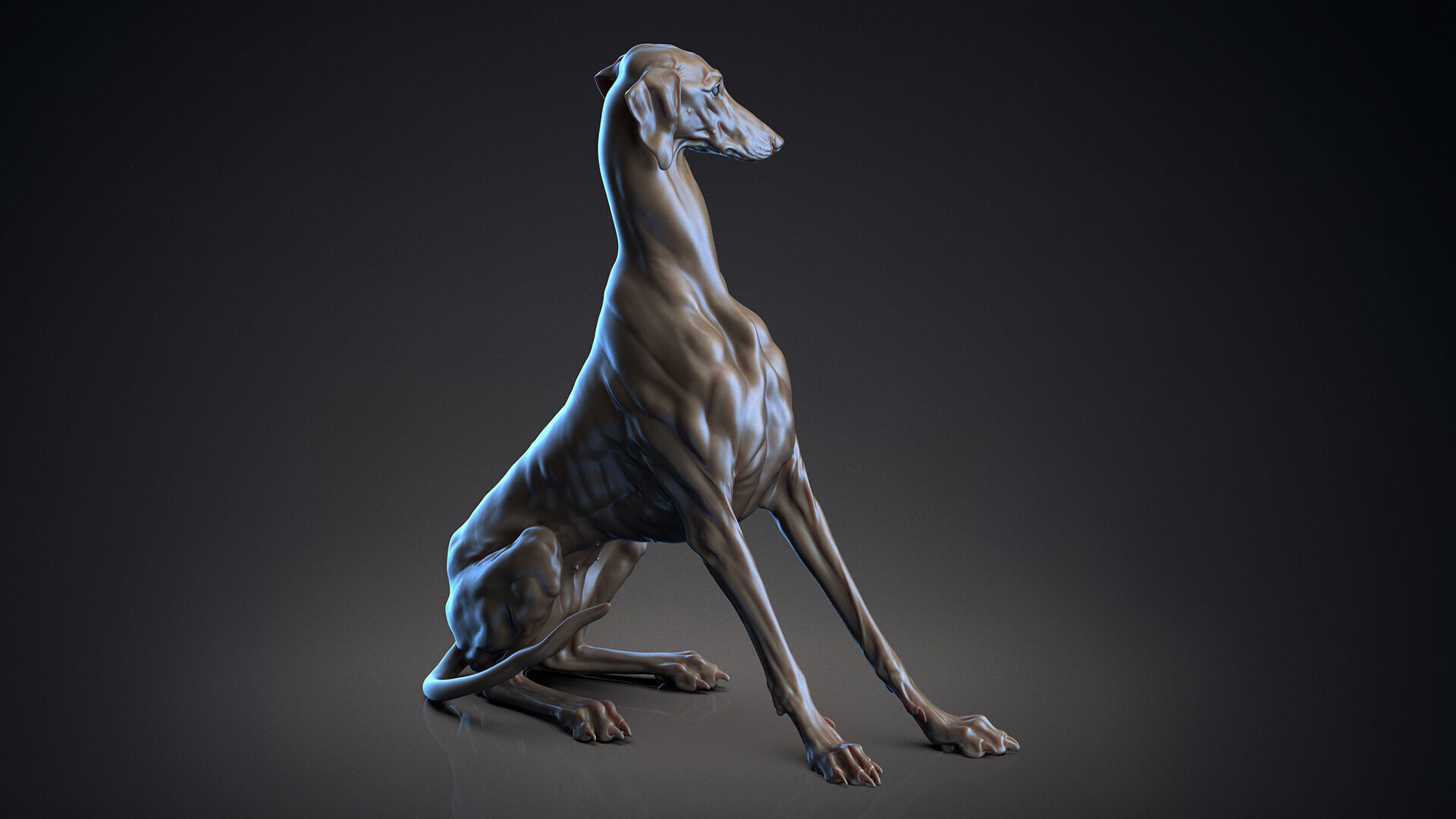 Dog Azawakh - 3D Sculpting 3D print model_1