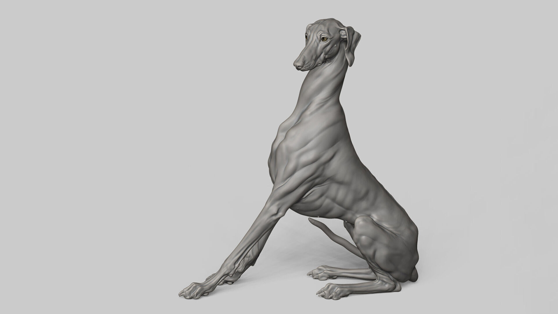 Dog Azawakh - 3D Sculpting 3D print model_10