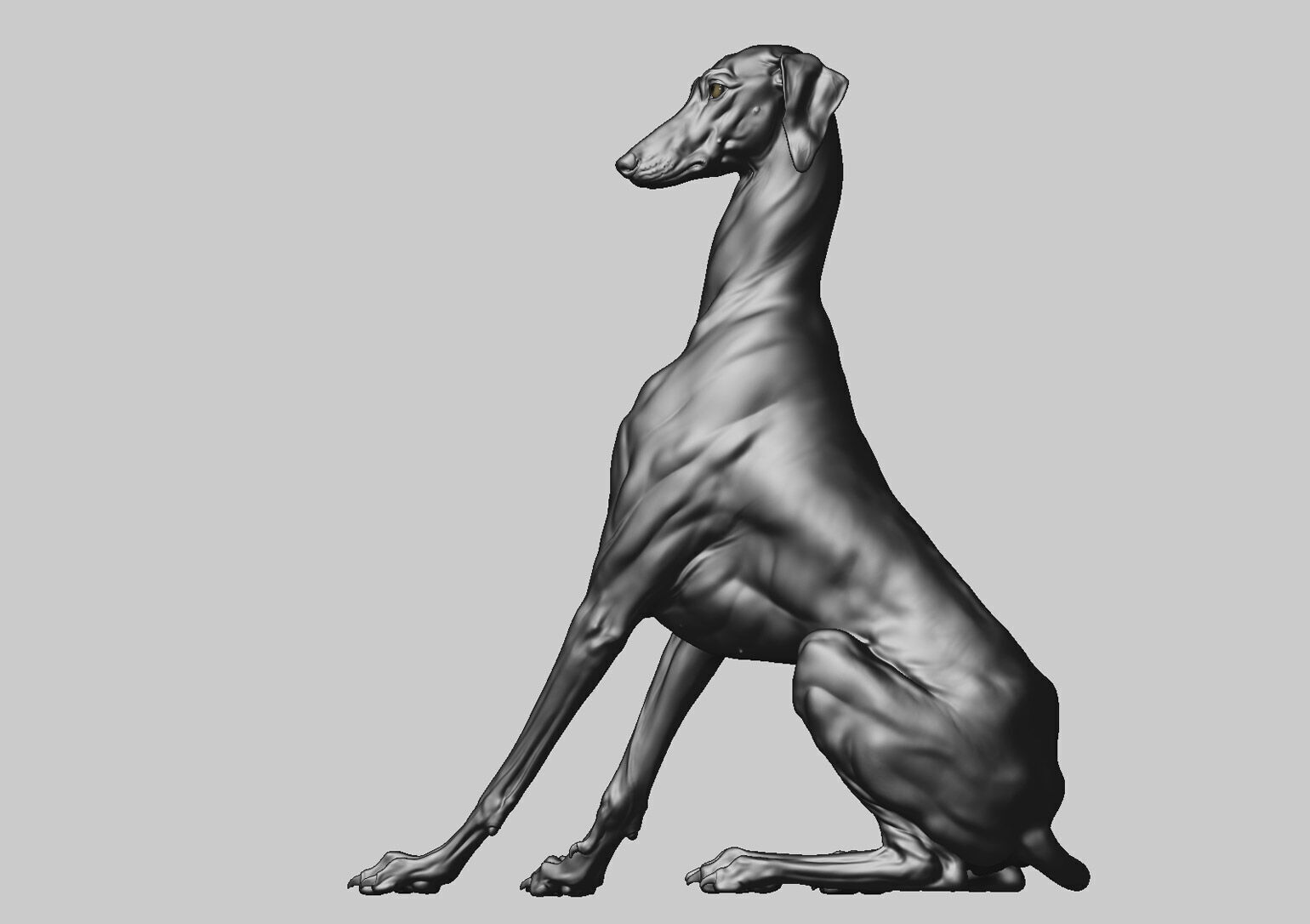 Dog Azawakh - 3D Sculpting 3D print model_15