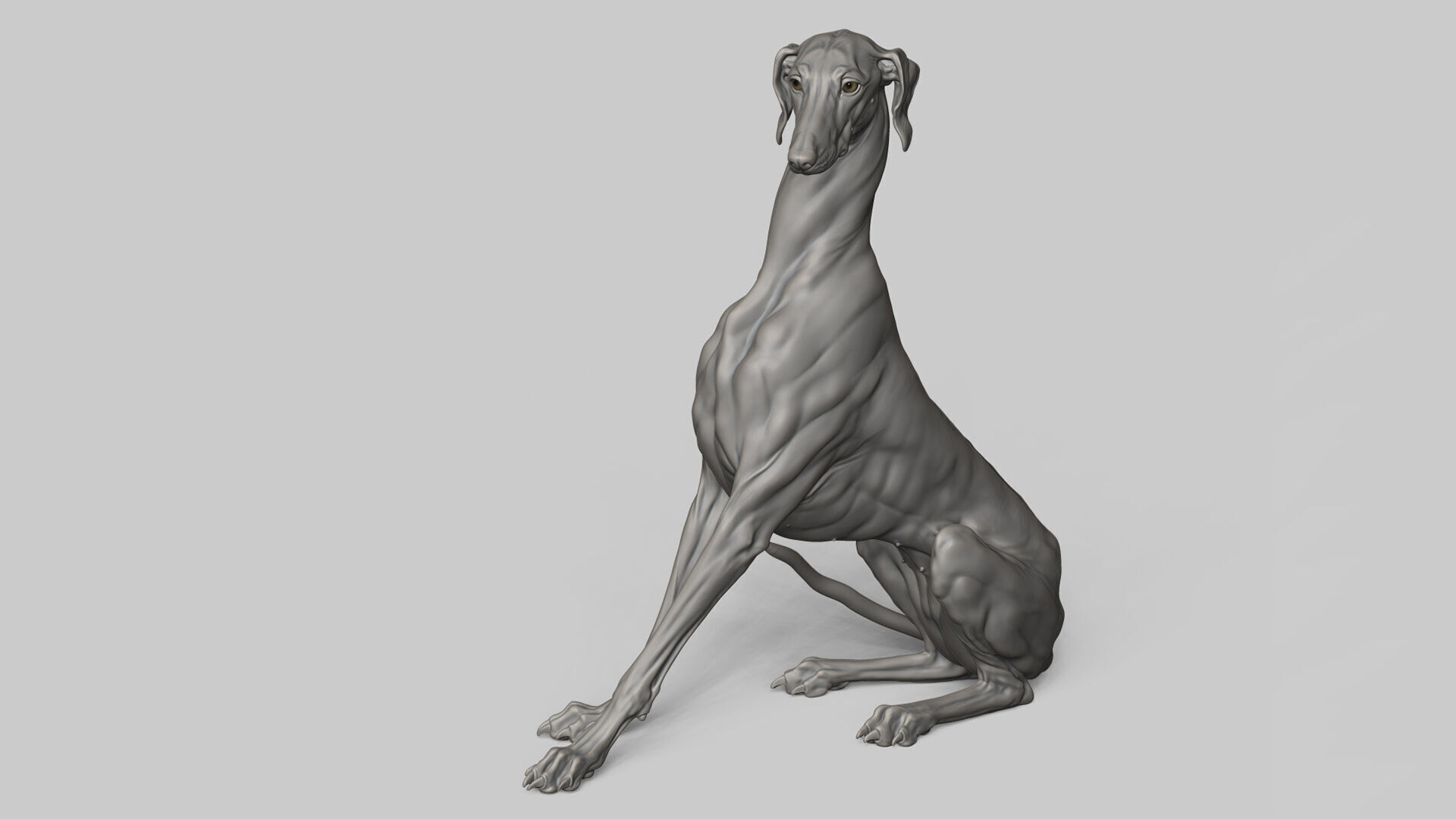 Dog Azawakh - 3D Sculpting 3D print model_9