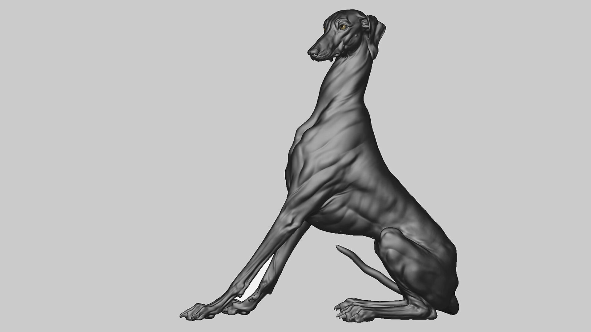 Dog Azawakh - 3D Sculpting 3D print model_14