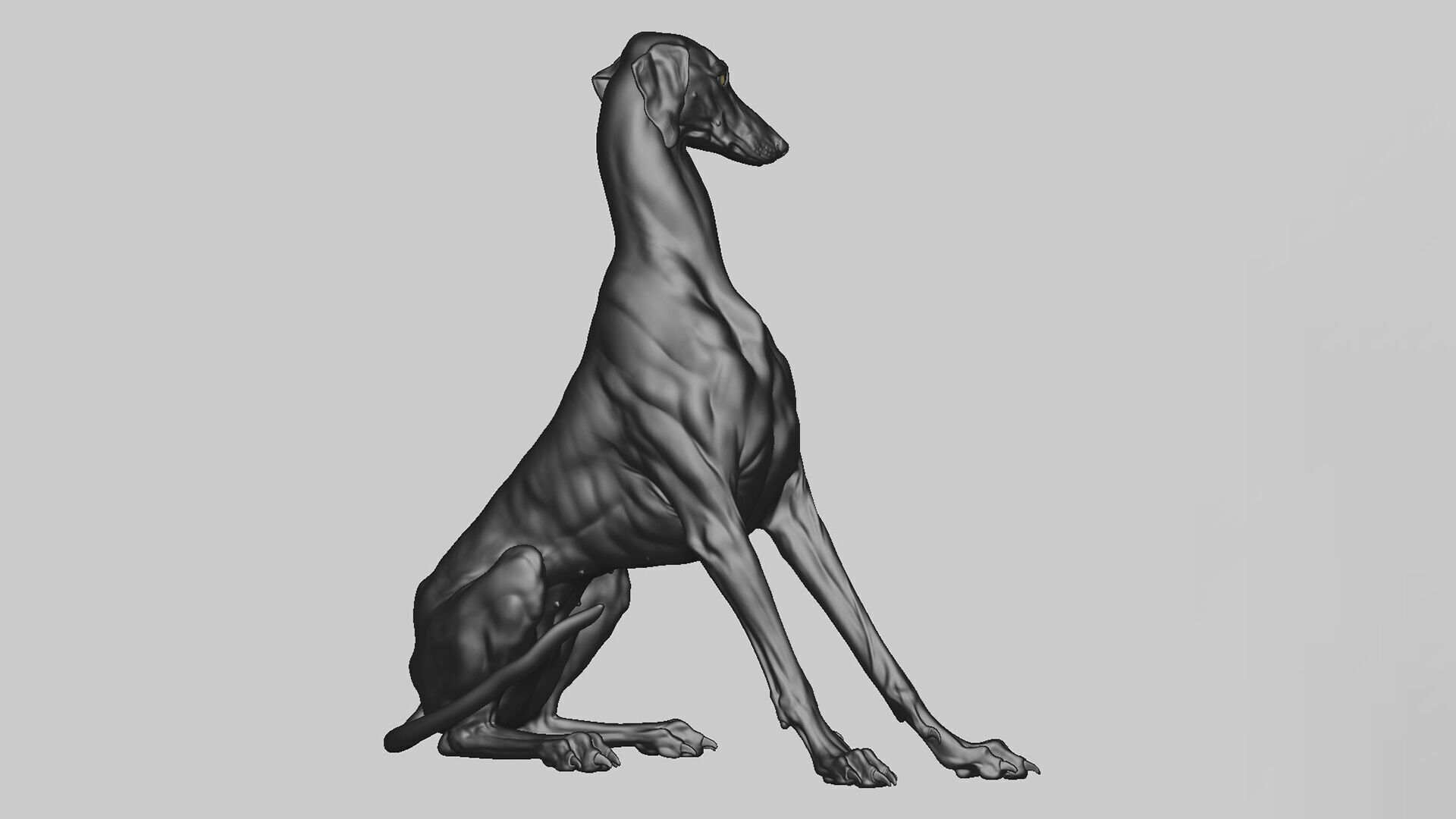 Dog Azawakh - 3D Sculpting 3D print model_13