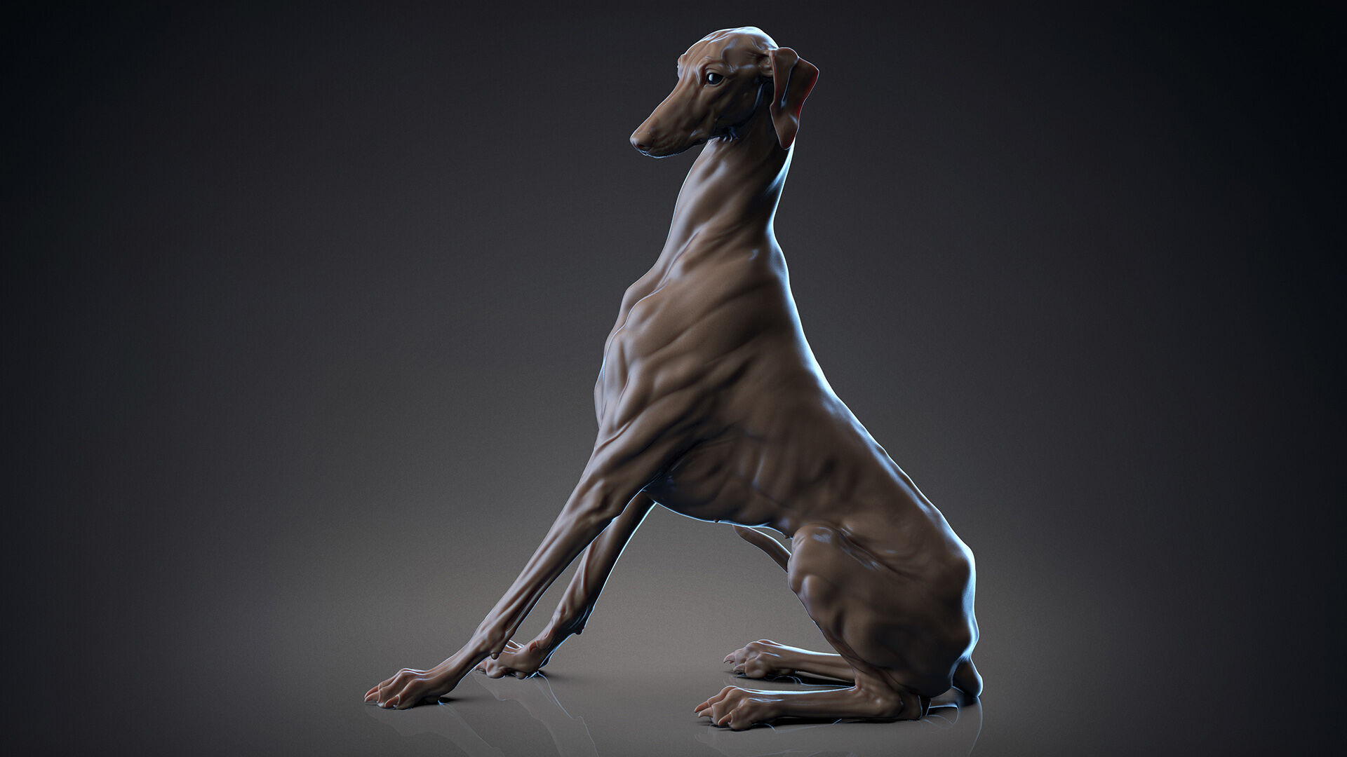 Dog Azawakh - 3D Sculpting 3D print model_2