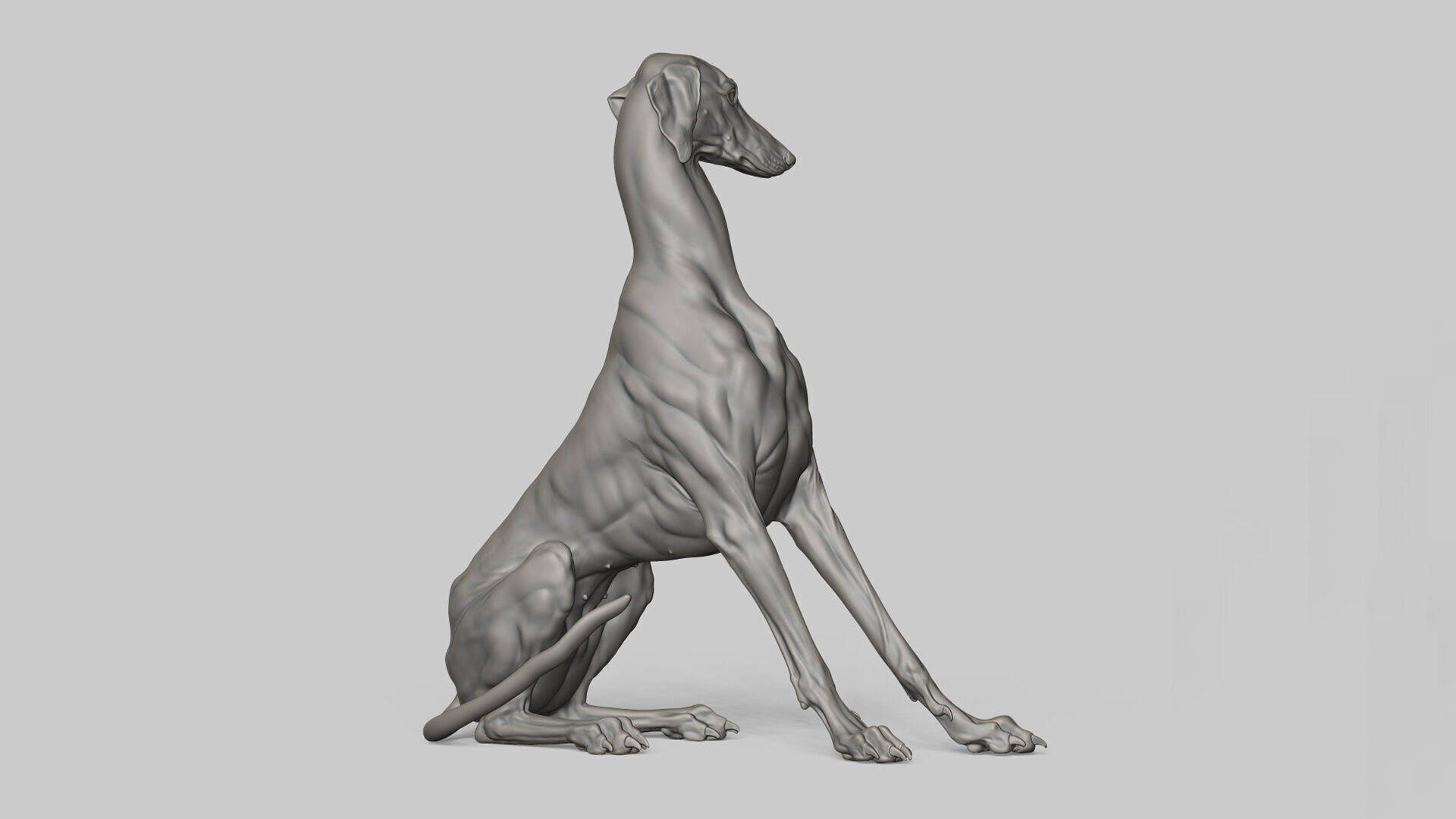 Dog Azawakh - 3D Sculpting 3D print model_11