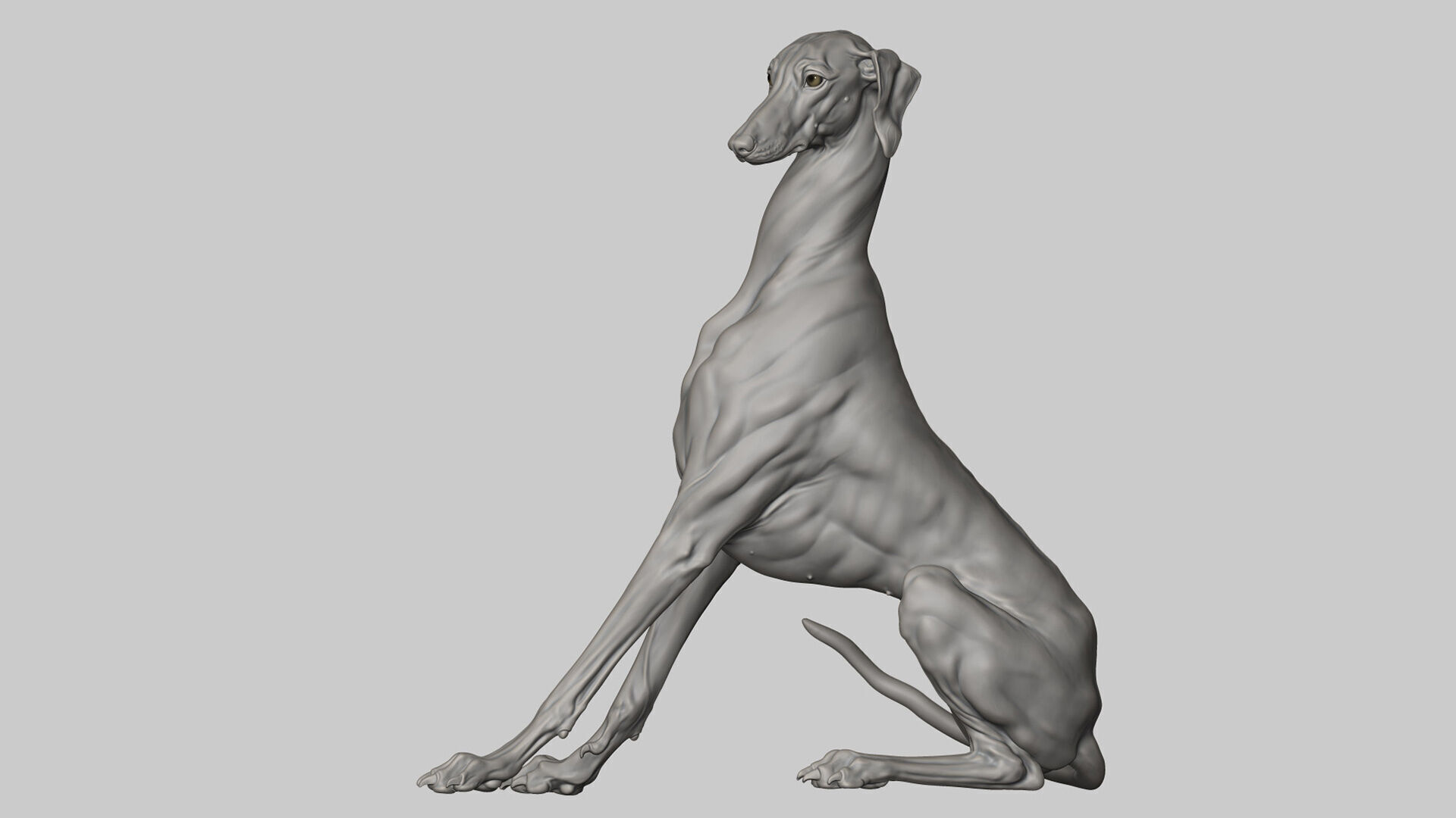 Dog Azawakh - 3D Sculpting 3D print model_8