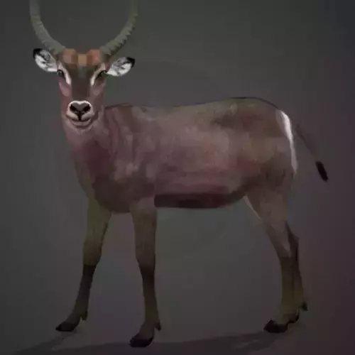 Waterbuck Antelope Realistic Animated