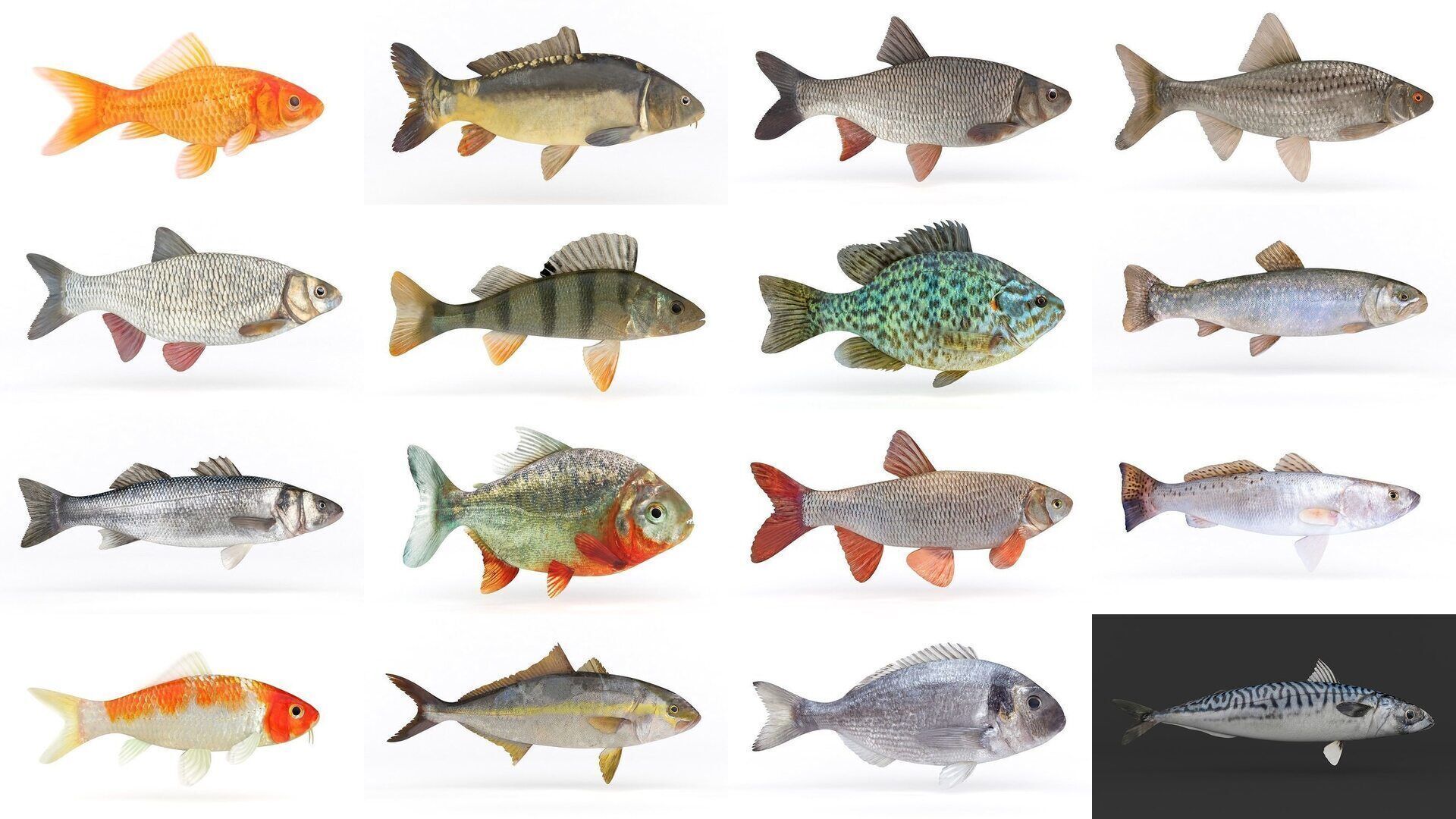 Fish Collection _1