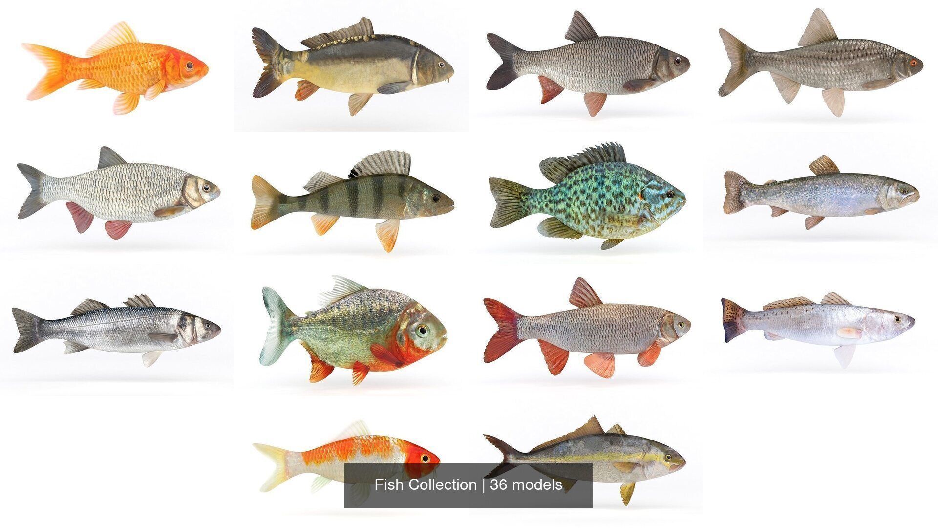 Fish Collection _2