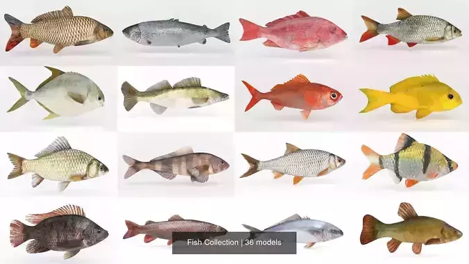 Fish Collection 
