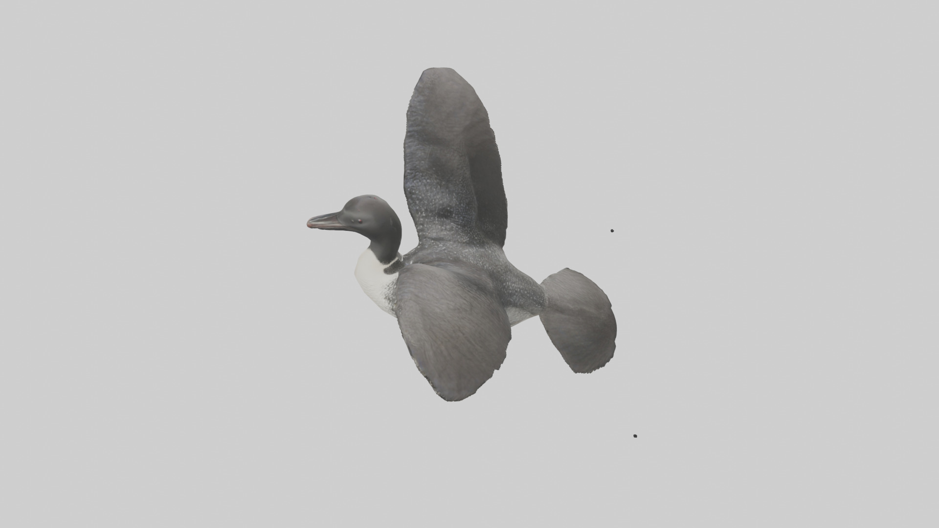 Common Loon diving model 3D model_15
