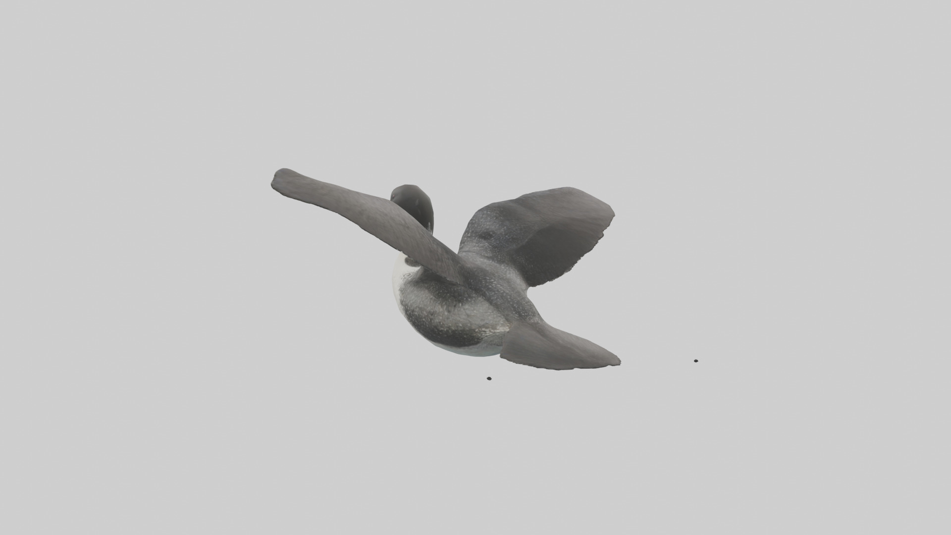 Common Loon diving model 3D model_2