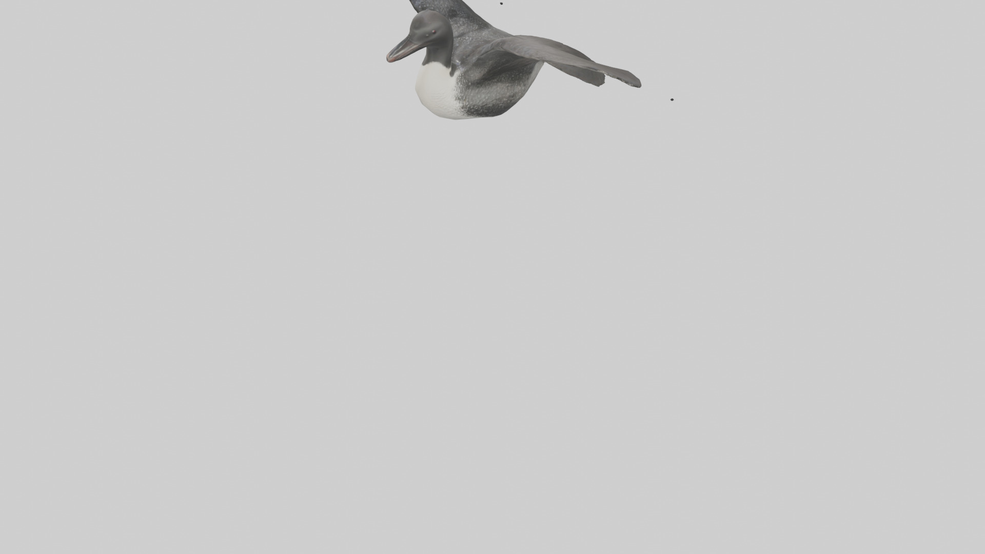Common Loon diving model 3D model_3