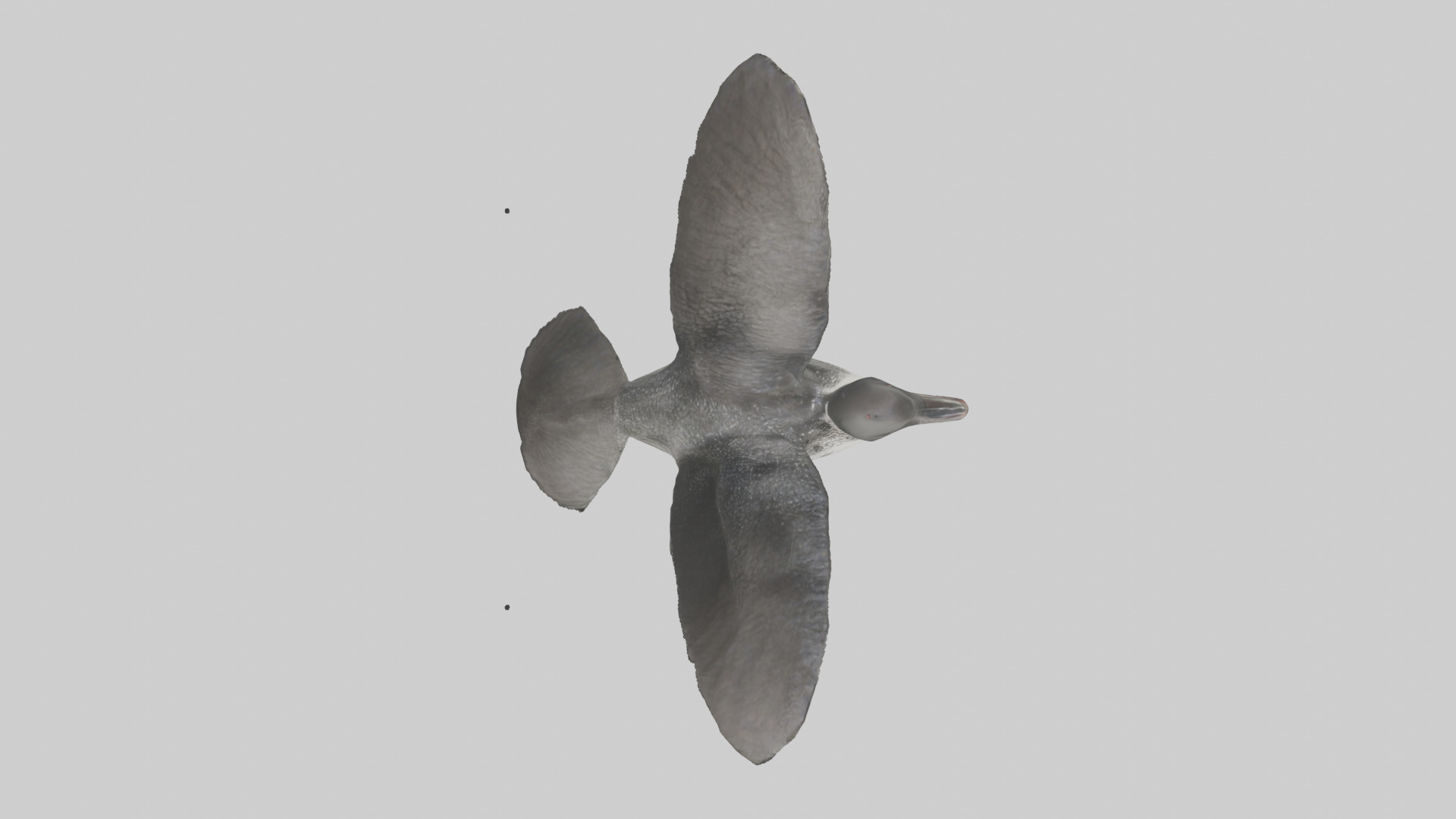 Common Loon diving model 3D model_14
