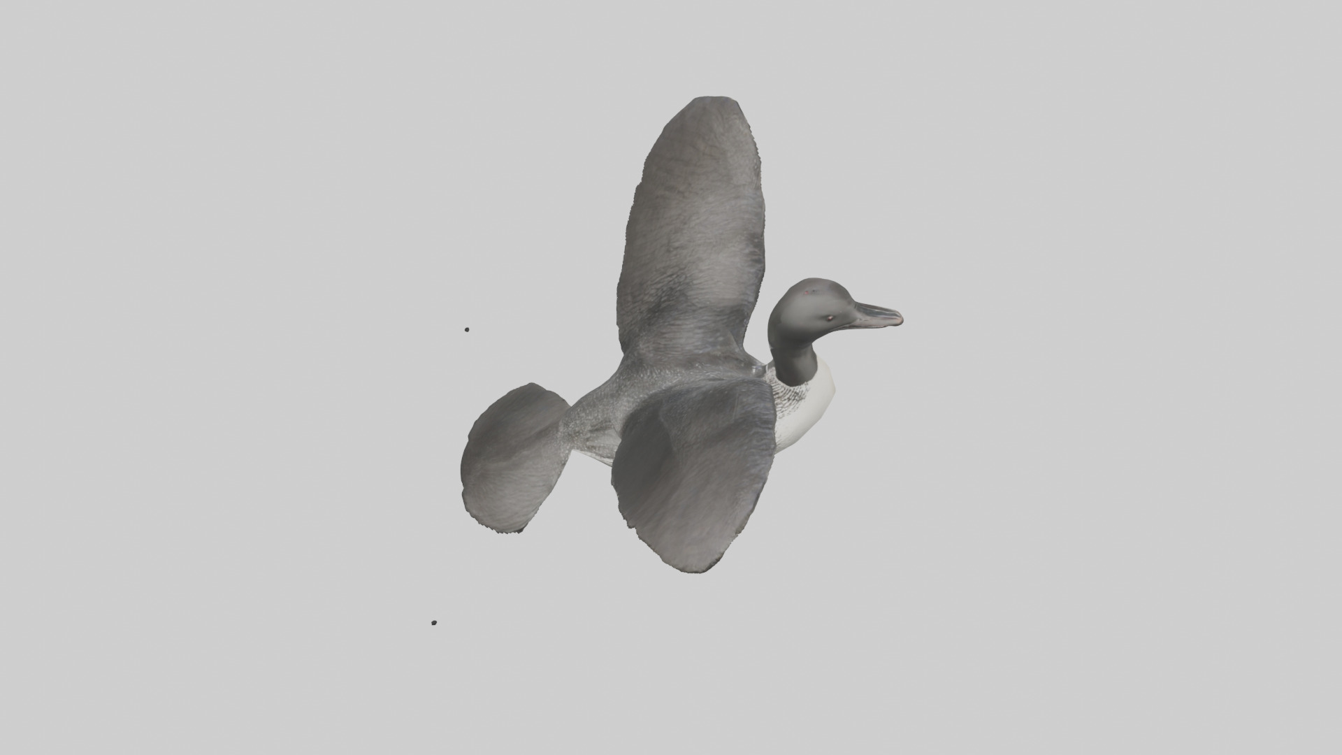 Common Loon diving model 3D model_16
