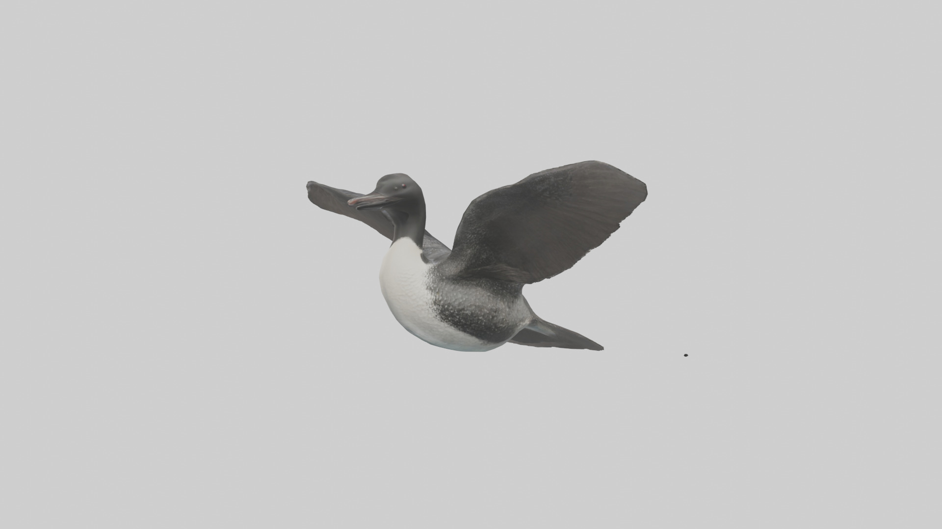 Common Loon diving model 3D model_1