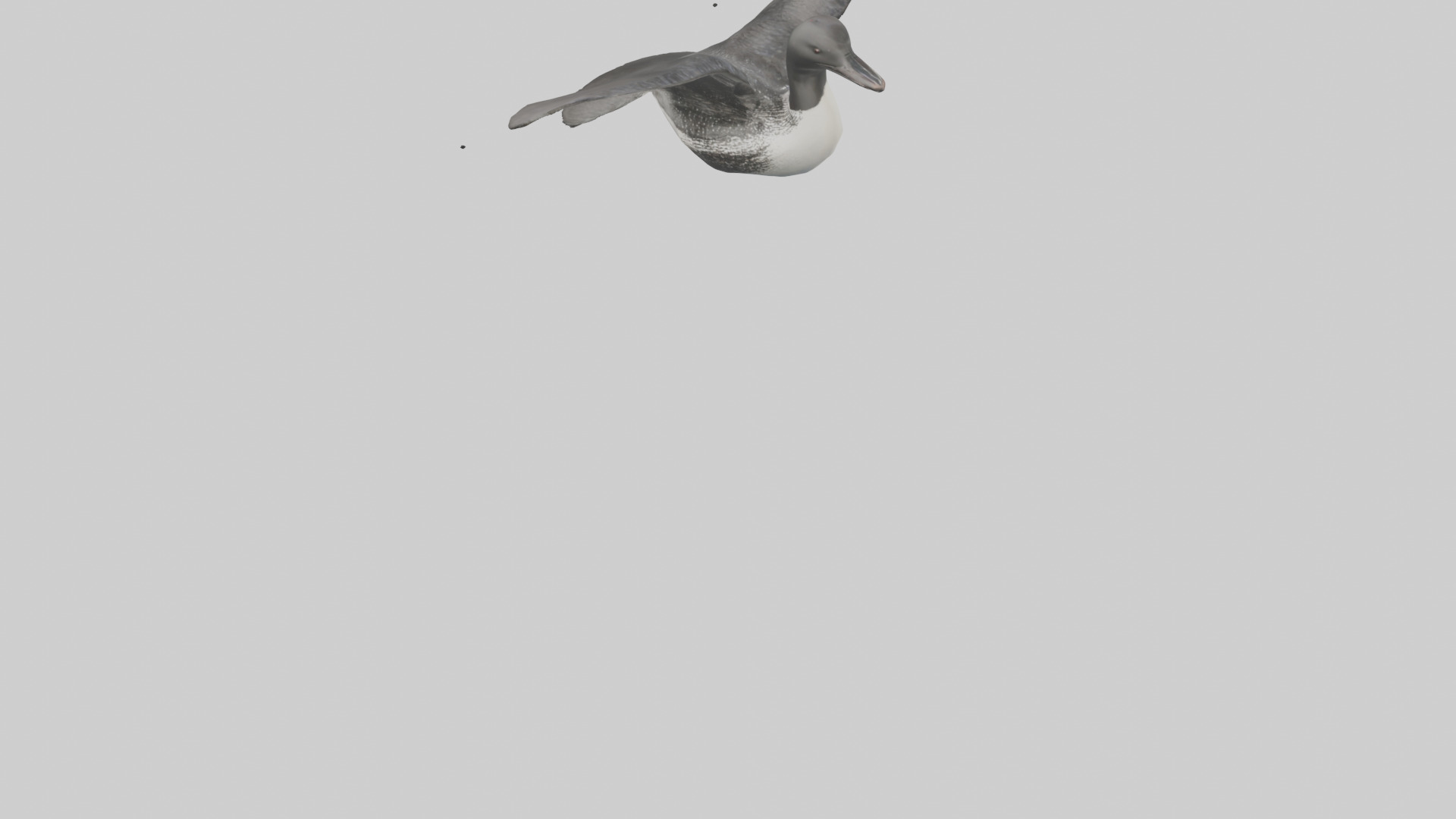 Common Loon diving model 3D model_5