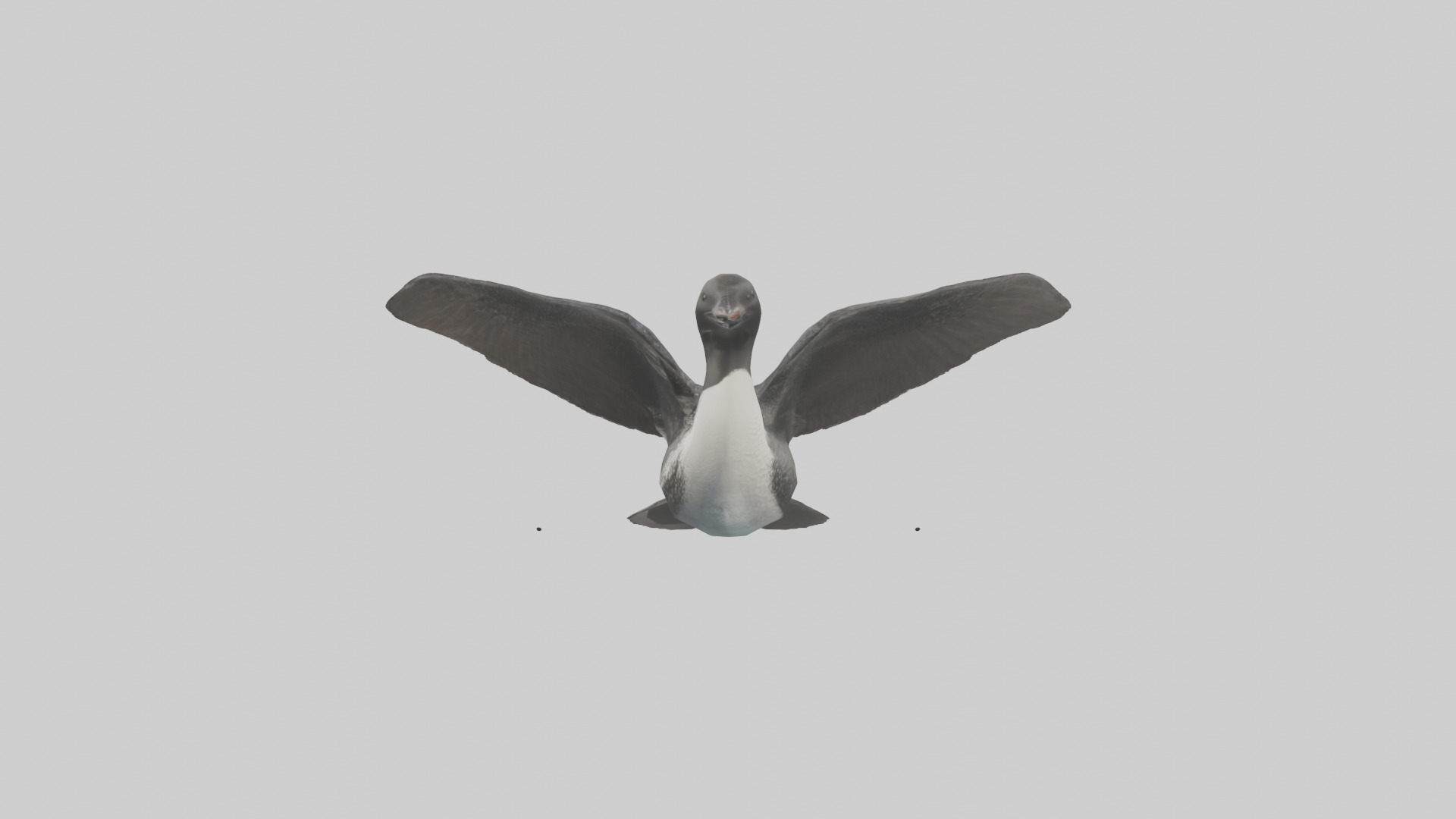 Common Loon diving model 3D model_12