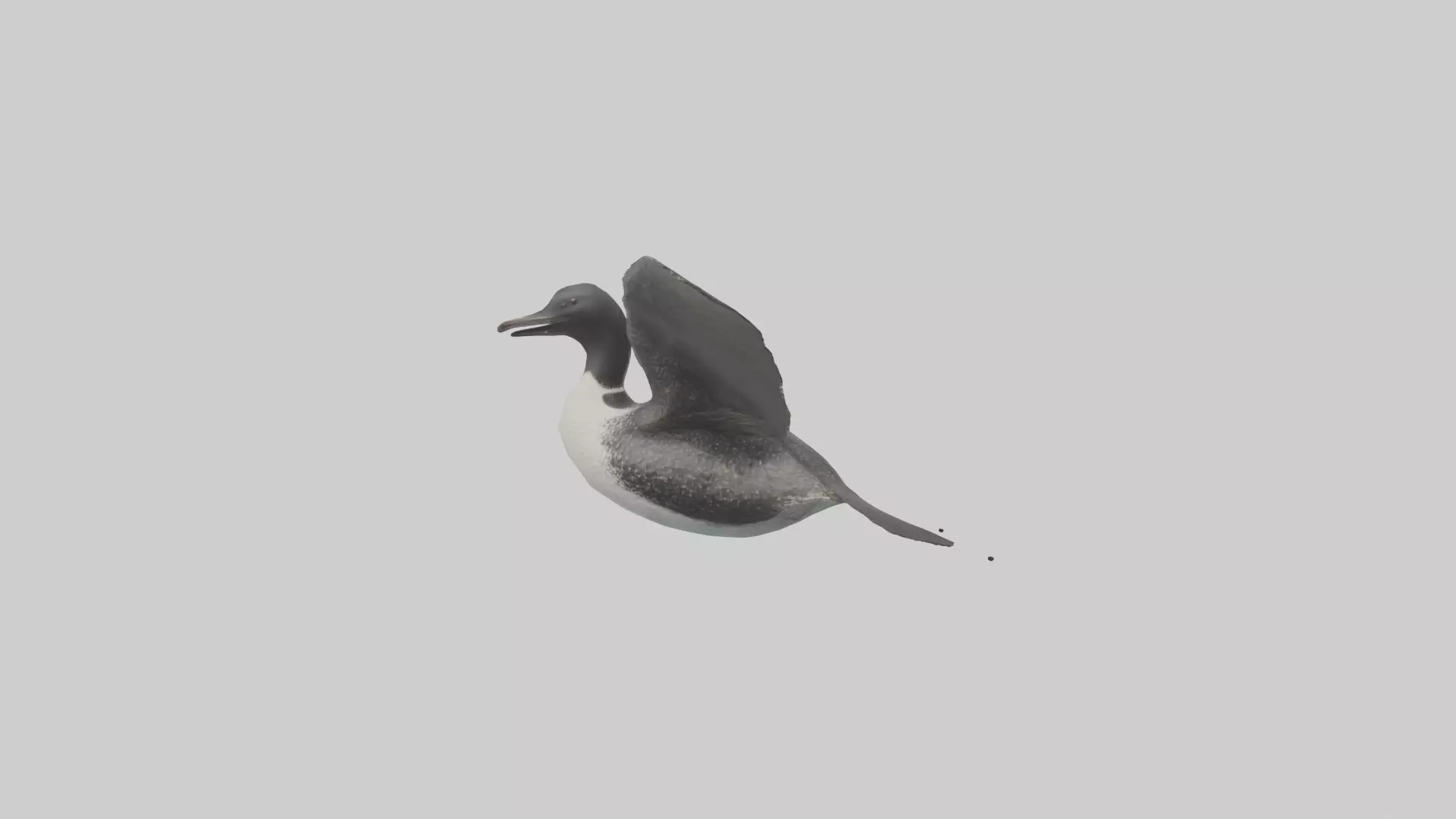 Common Loon diving model 3D model_0