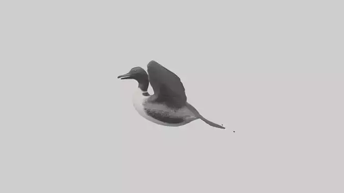 Common Loon diving model