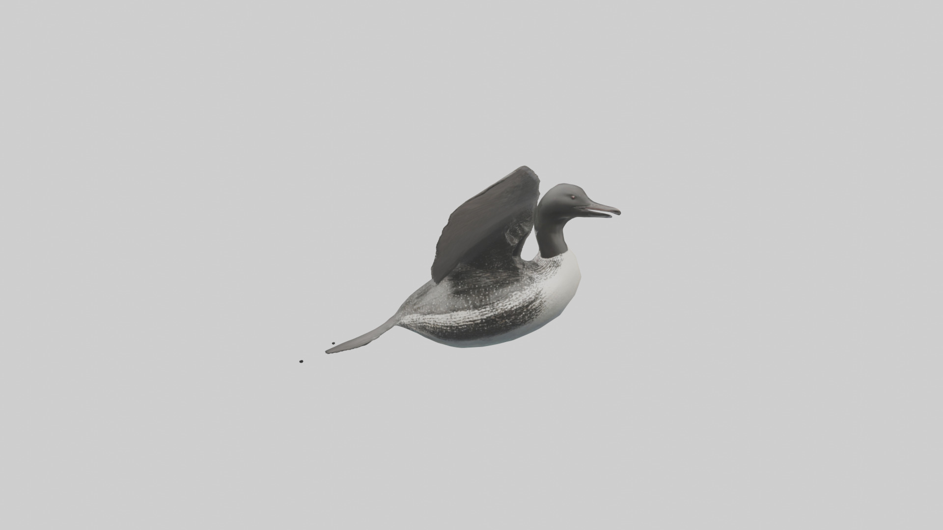 Common Loon diving model 3D model_9