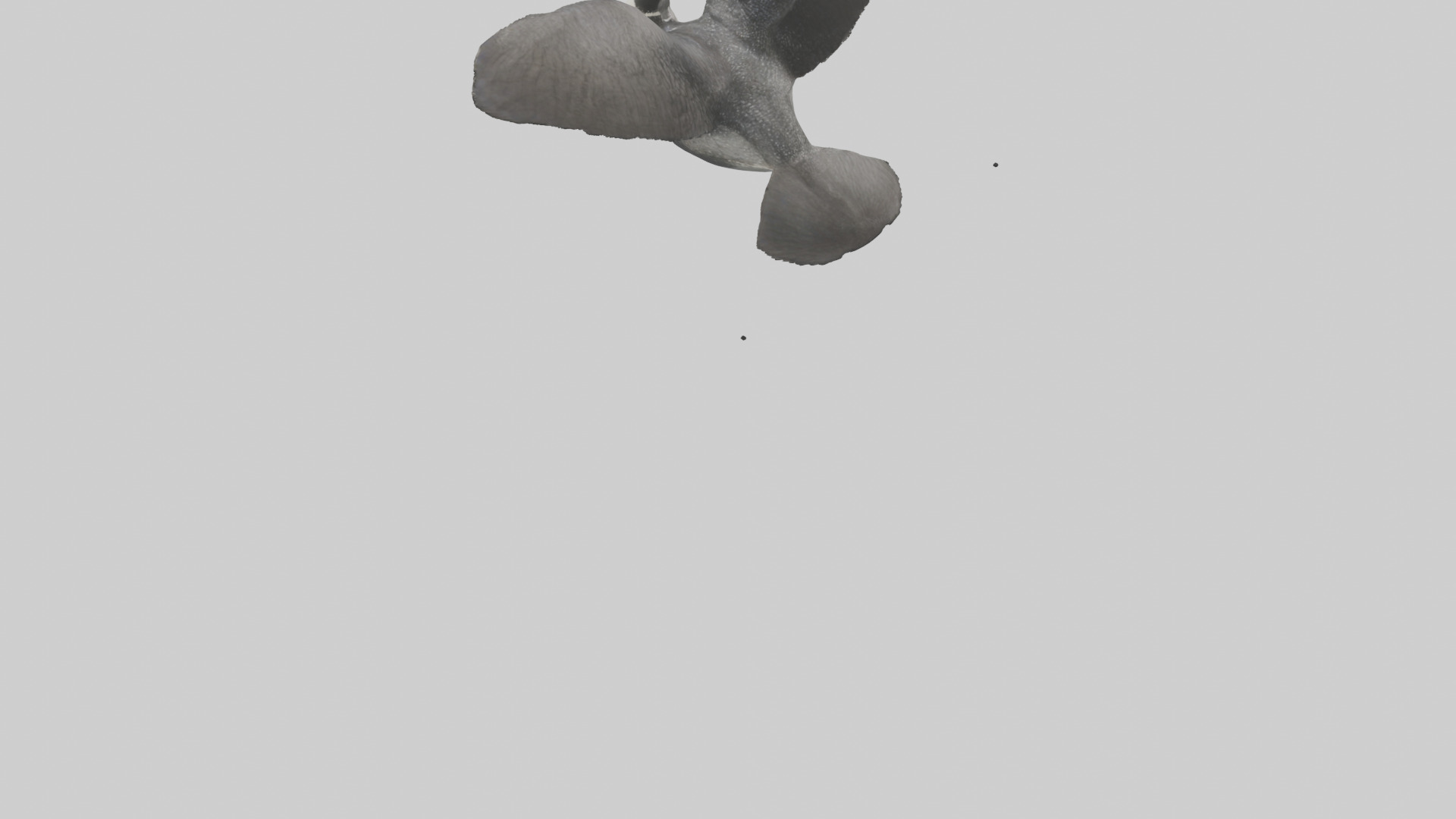 Common Loon diving model 3D model_4