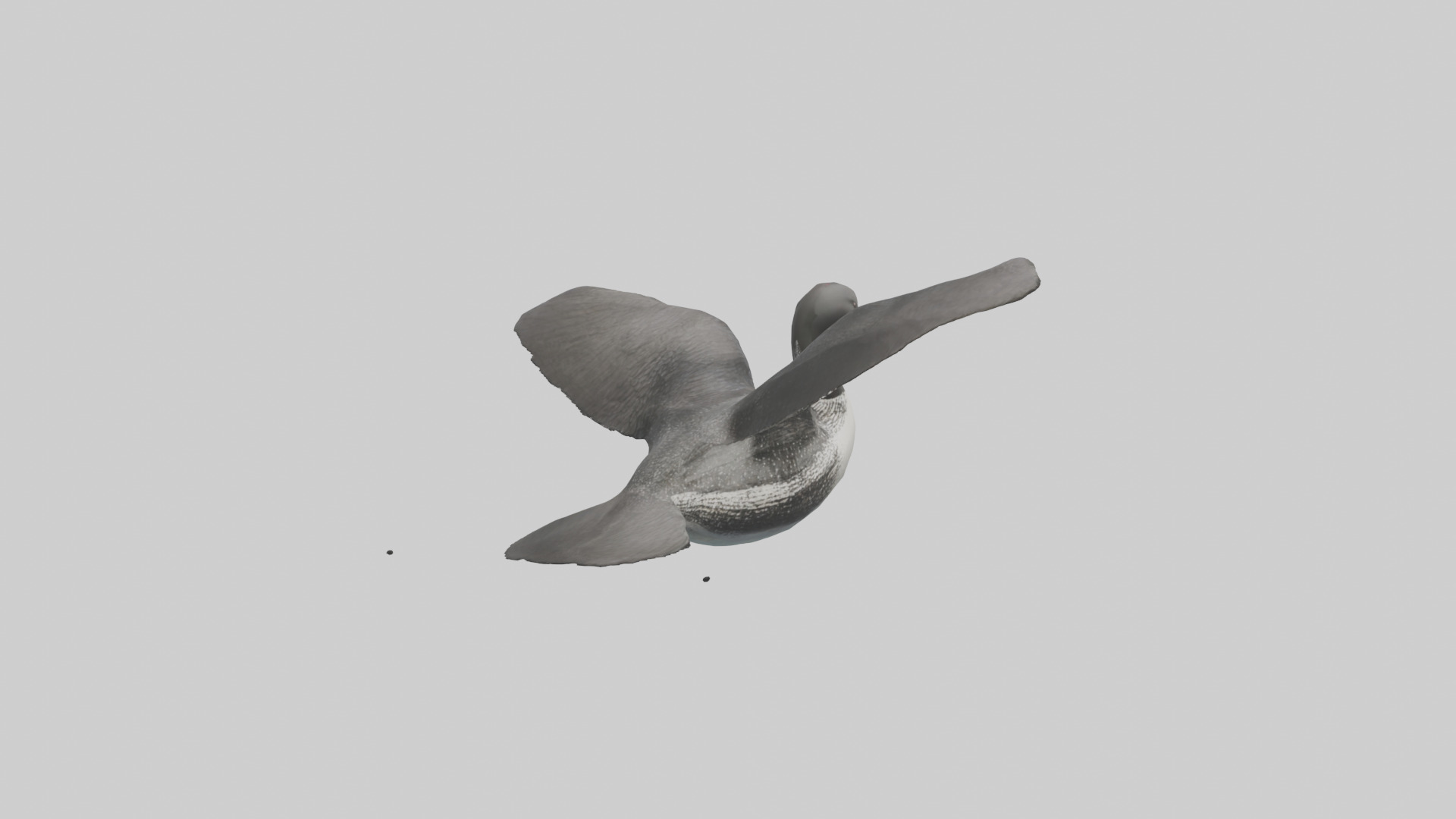 Common Loon diving model 3D model_7