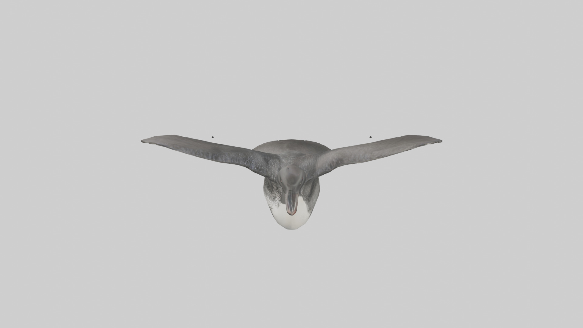 Common Loon diving model 3D model_17