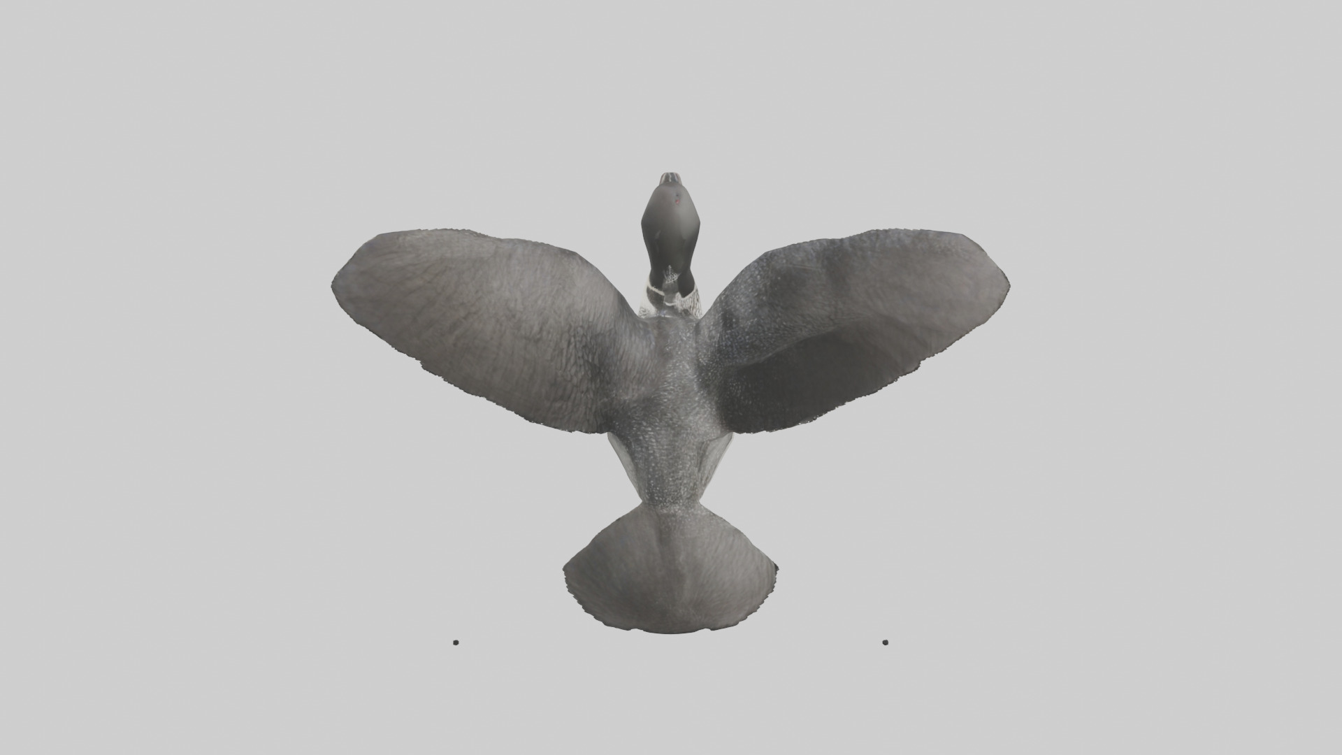 Common Loon diving model 3D model_18