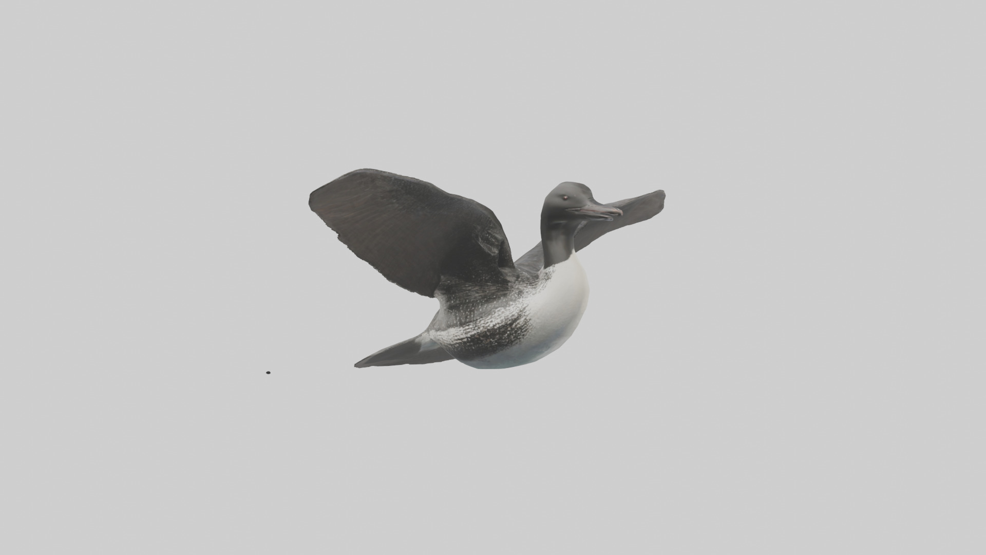 Common Loon diving model 3D model_8