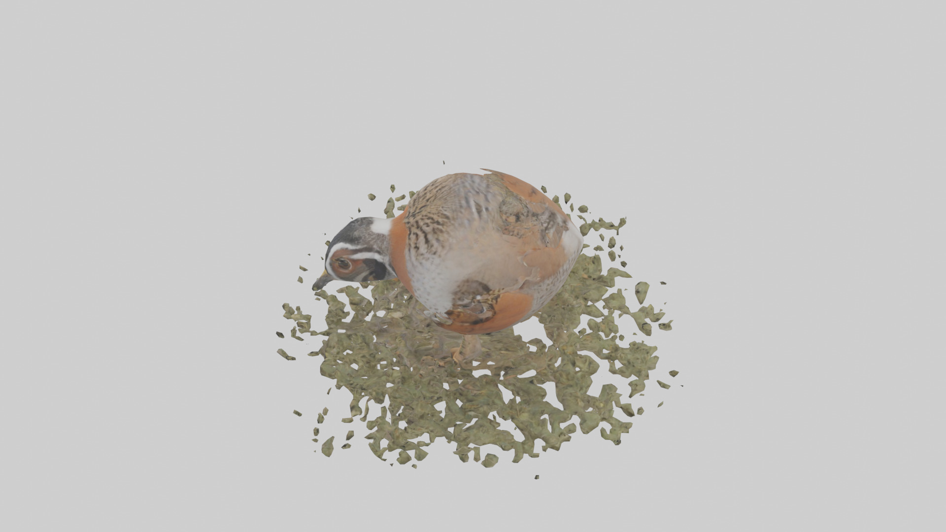 Common Quail feeding model 3D model_17
