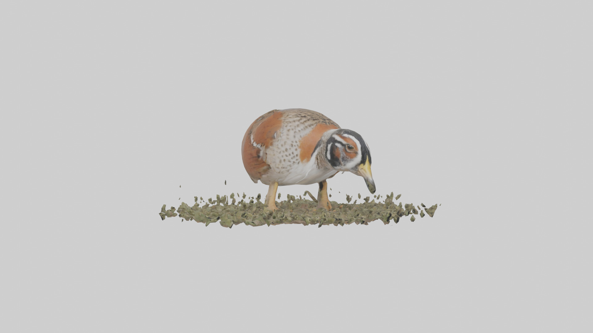 Common Quail feeding model 3D model_7