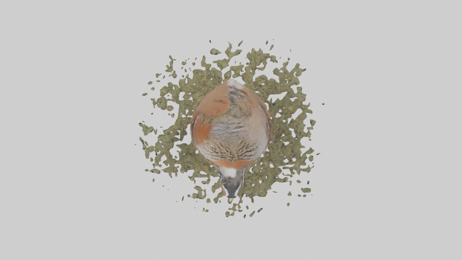 Common Quail feeding model 3D model_14