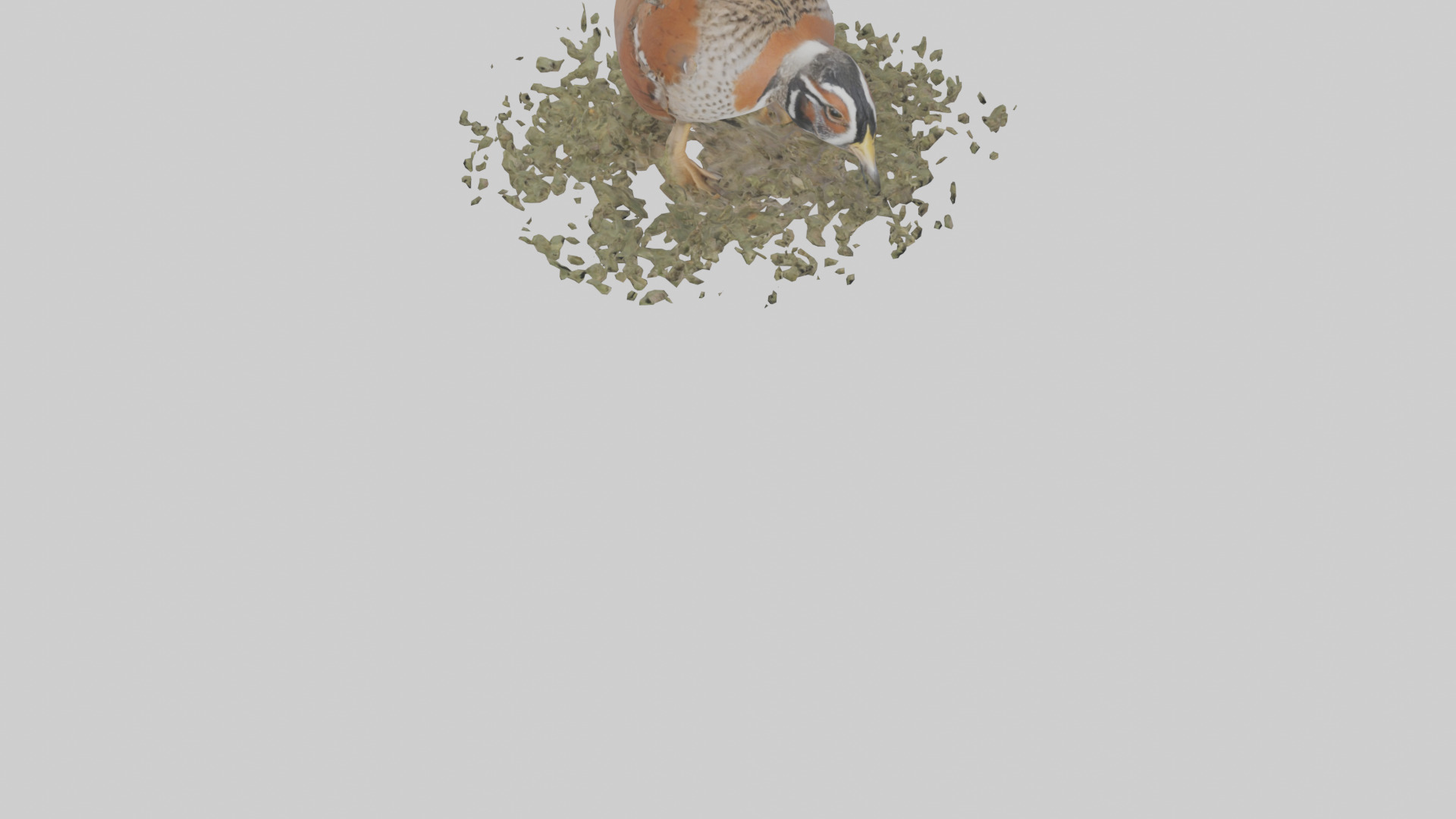 Common Quail feeding model 3D model_6