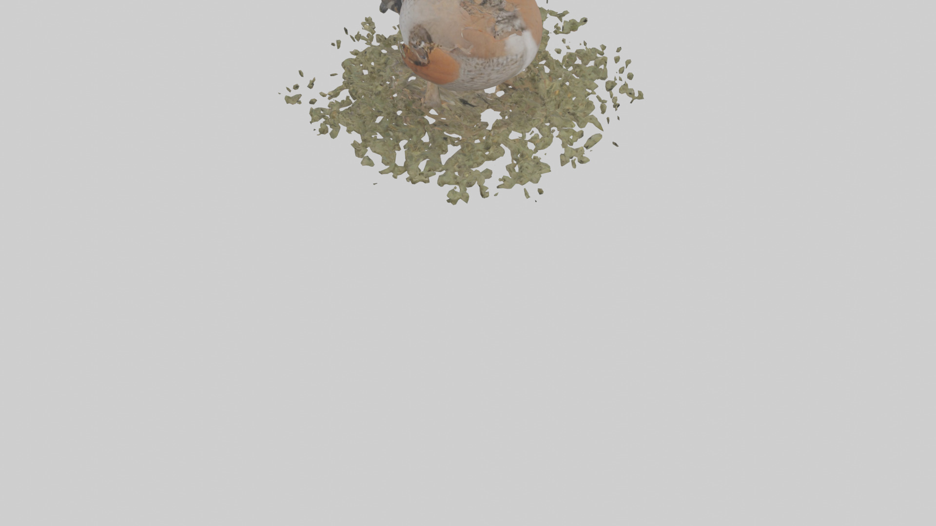 Common Quail feeding model 3D model_3